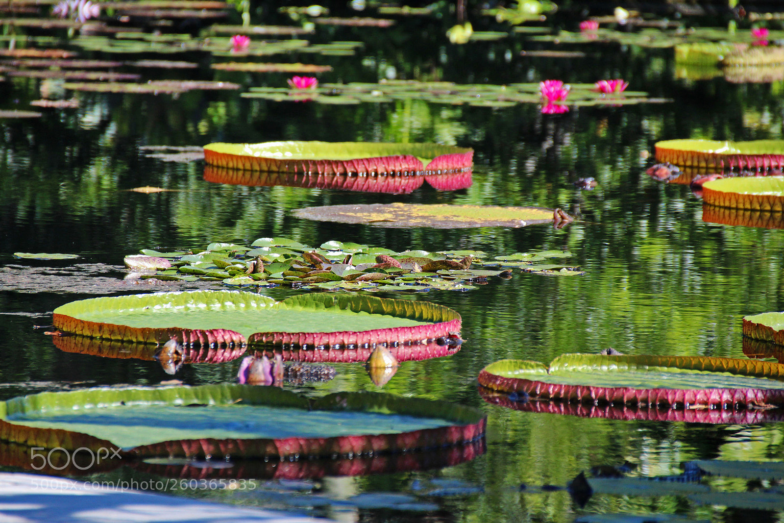 Canon EOS 700D (EOS Rebel T5i / EOS Kiss X7i) sample photo. Playing on lily pads photography