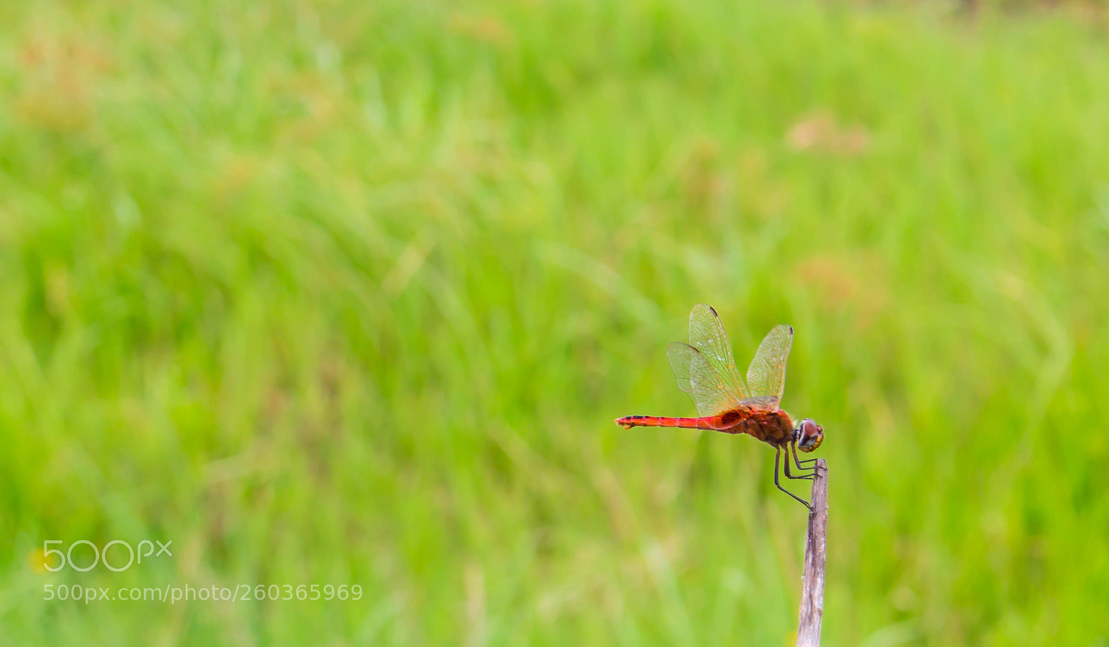 Canon EOS 1100D (EOS Rebel T3 / EOS Kiss X50) sample photo. Dragonfly on branch in photography
