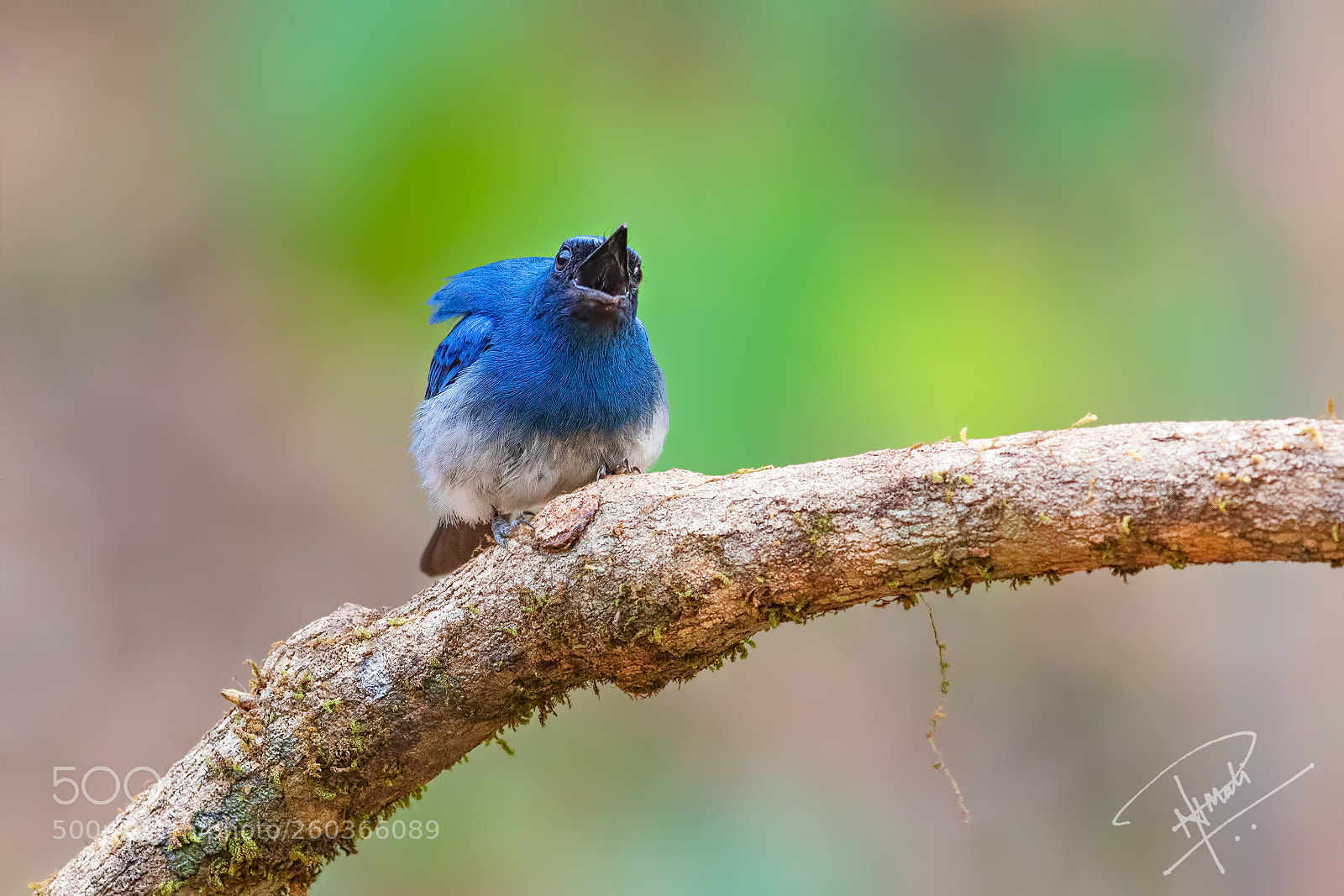 Canon EOS 5D Mark IV sample photo. Angrybird photography