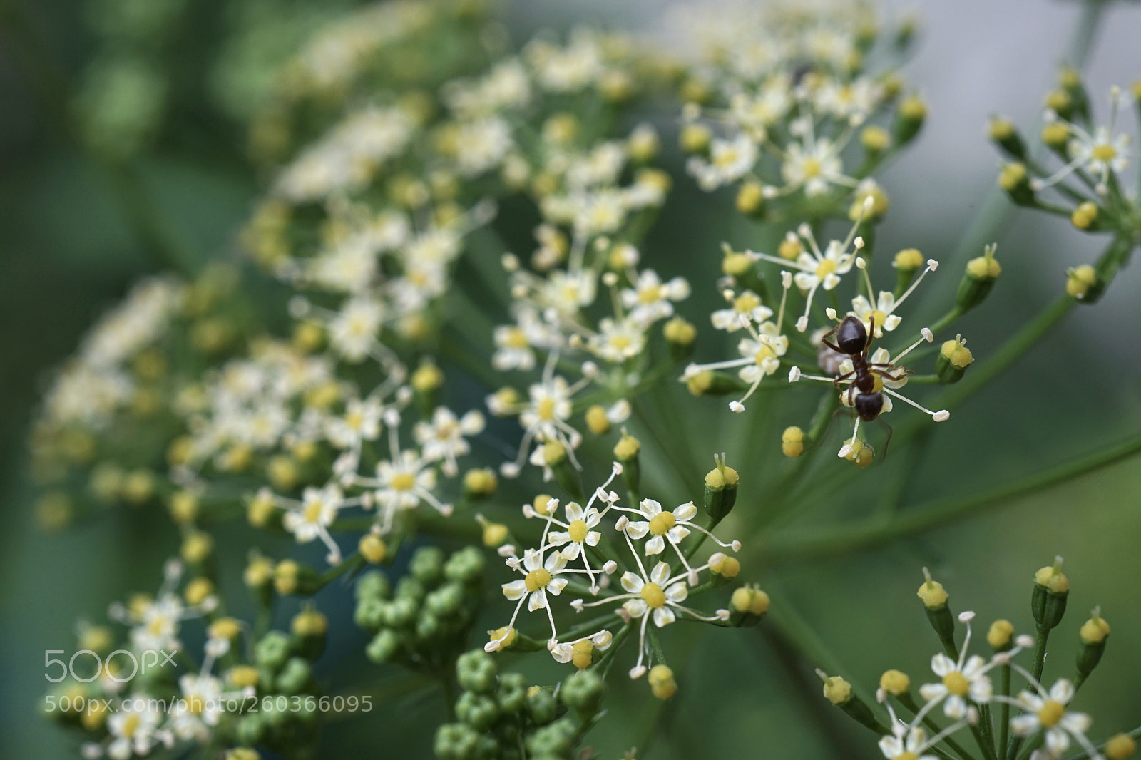 Sony a7 II sample photo. Pentagon photography
