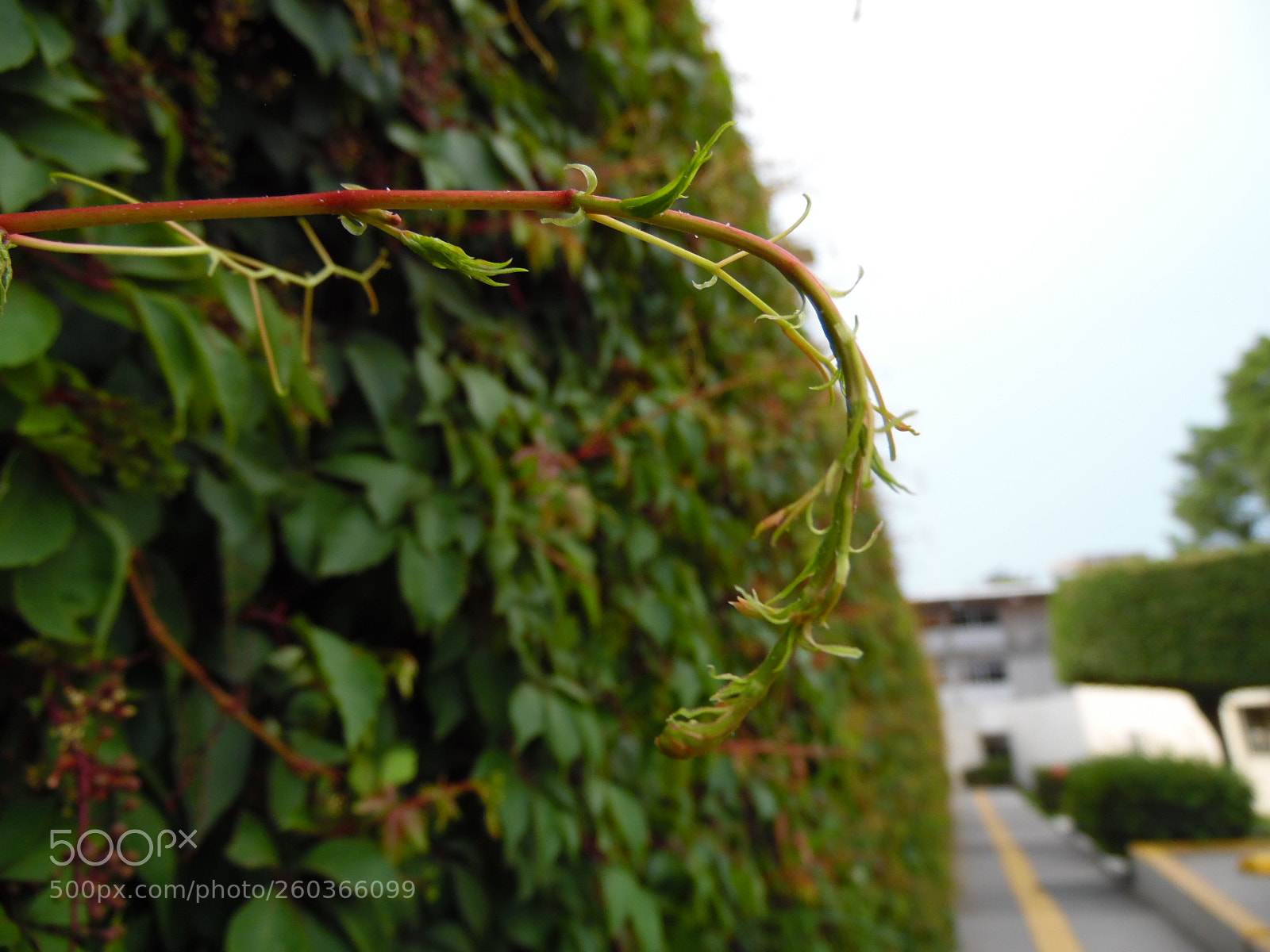Samsung WB1100F/WB1101F/WB1102F sample photo. Hope photography