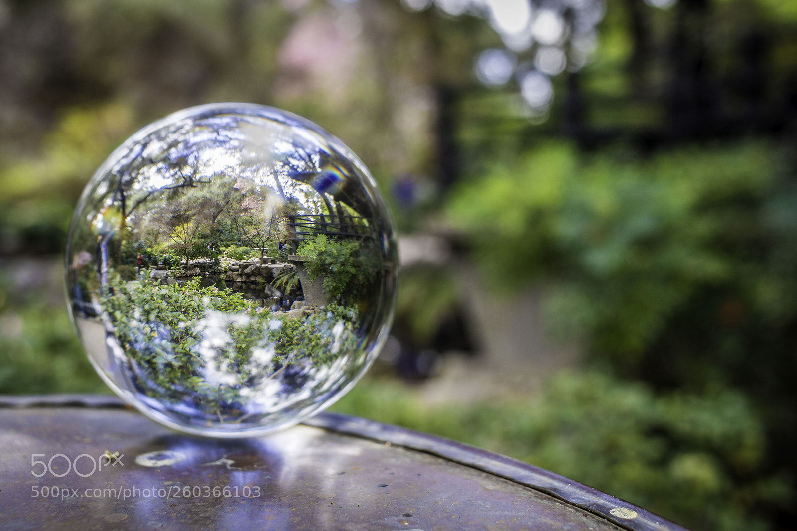Canon EOS 80D sample photo. 2018-03-25 descanso gardens in photography