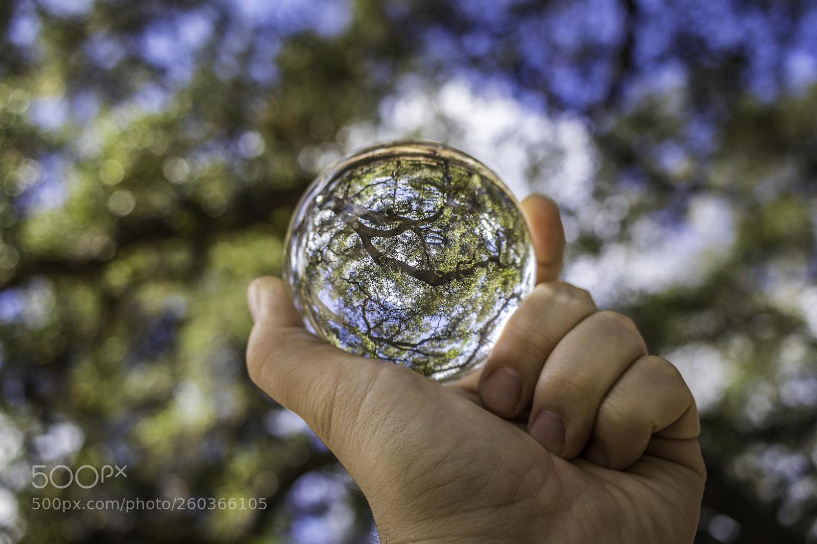 Canon EOS 80D sample photo. 2018-03-25 descanso gardens in photography