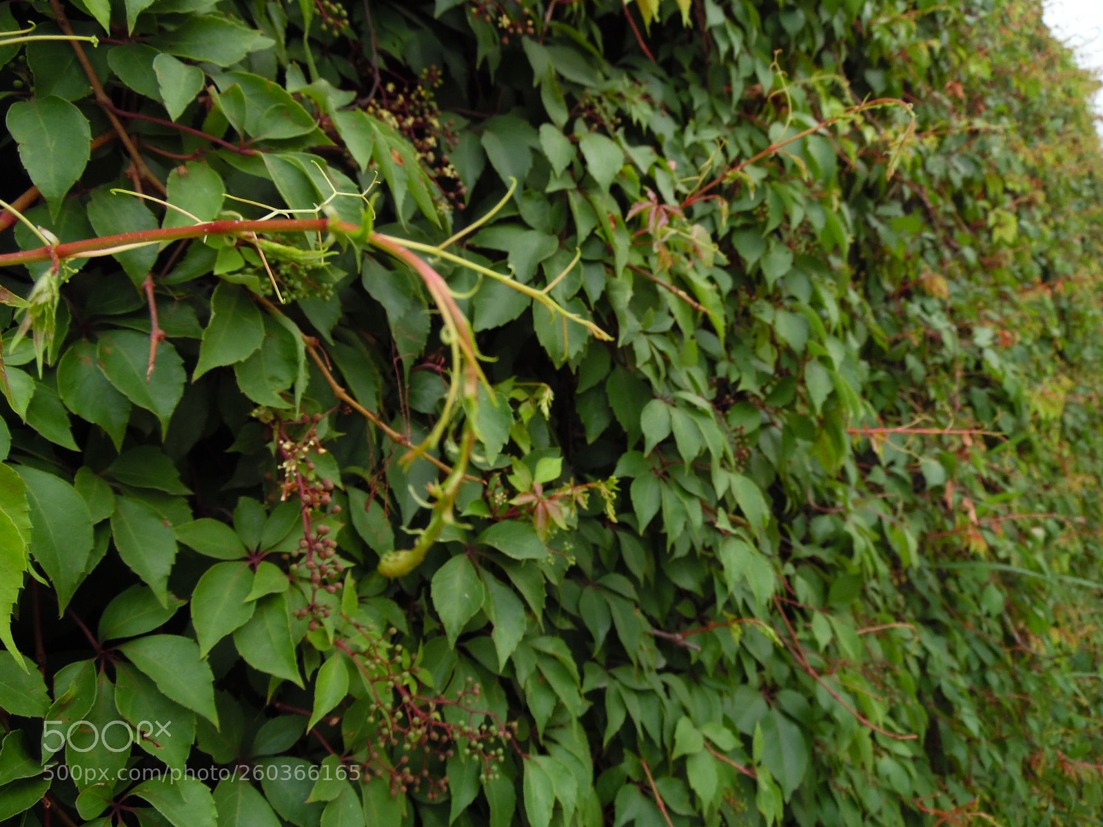 Samsung WB1100F/WB1101F/WB1102F sample photo. Jumanji wall photography