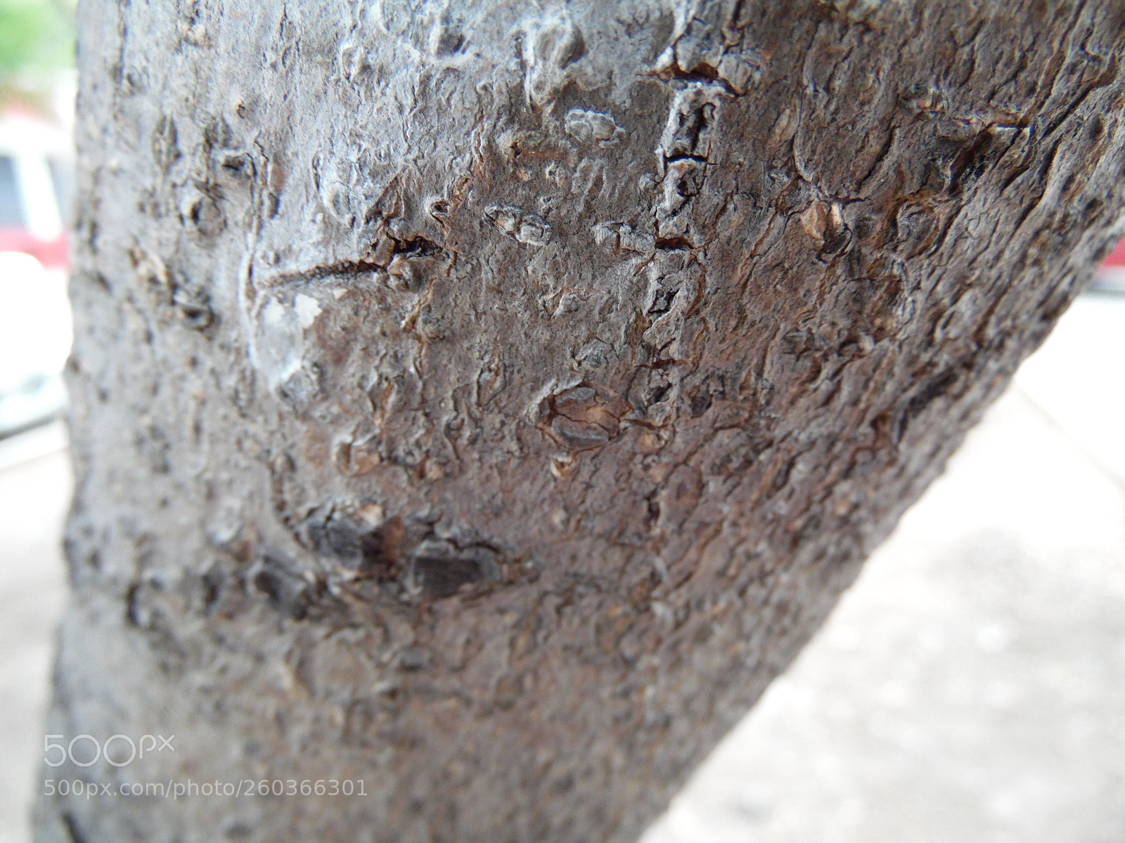 Samsung WB1100F/WB1101F/WB1102F sample photo. Trunk photography