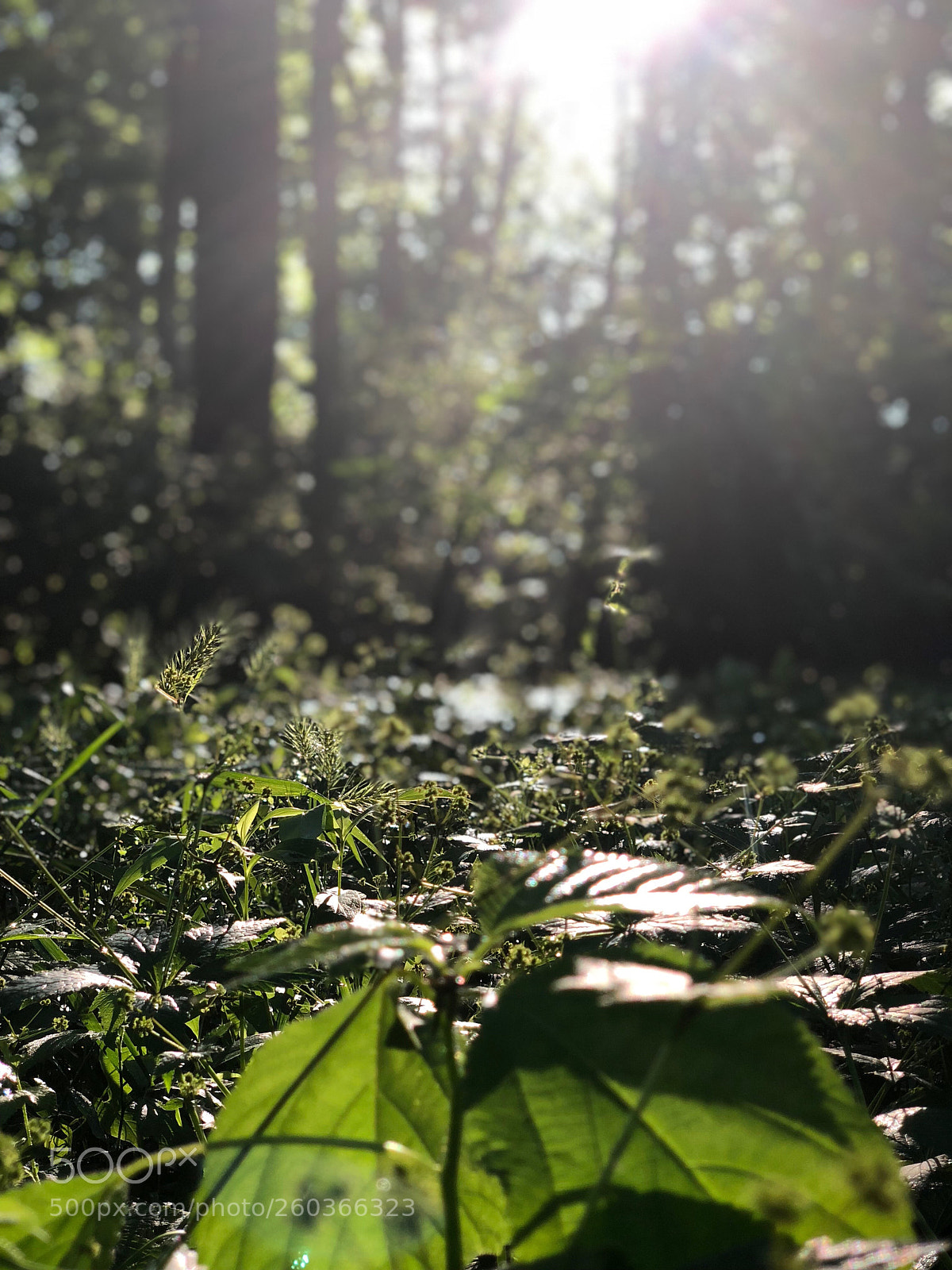Apple iPhone X sample photo. Untitled photography