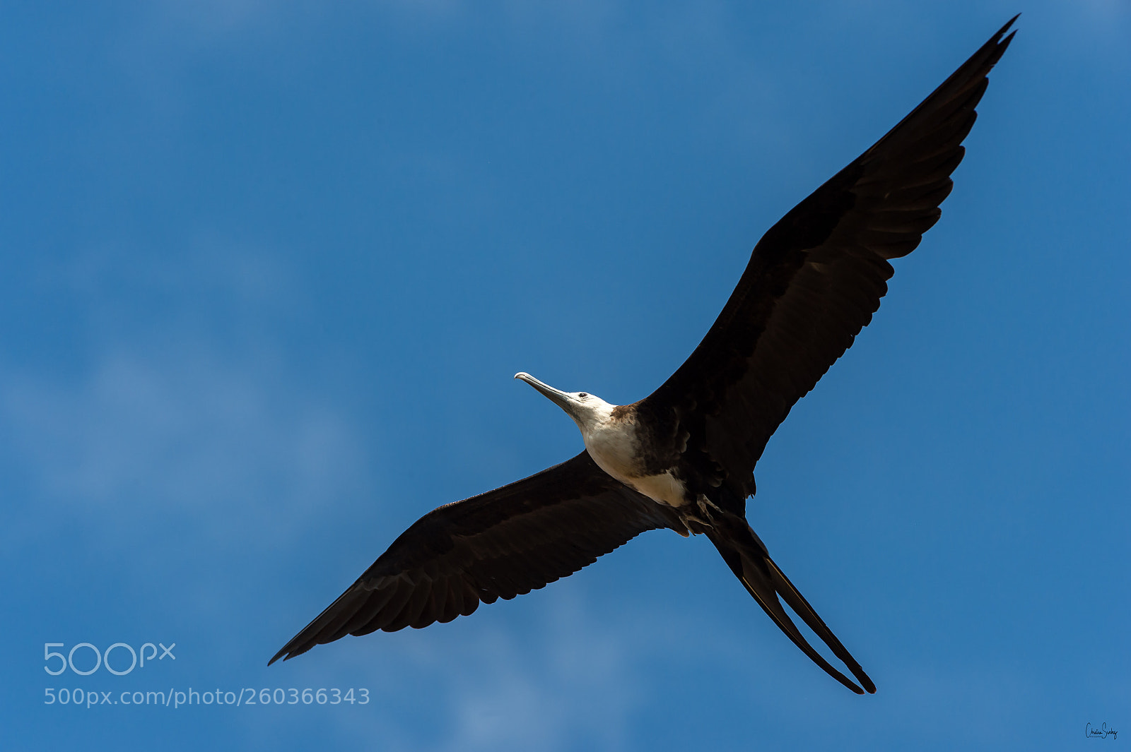 Nikon D4 sample photo. Magnificent frigatebird photography