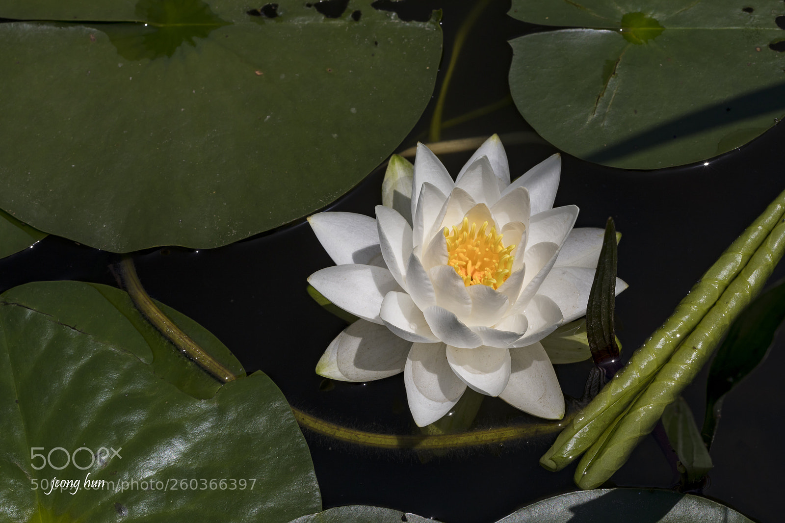 Canon EOS 5D Mark IV sample photo. Water lily photography
