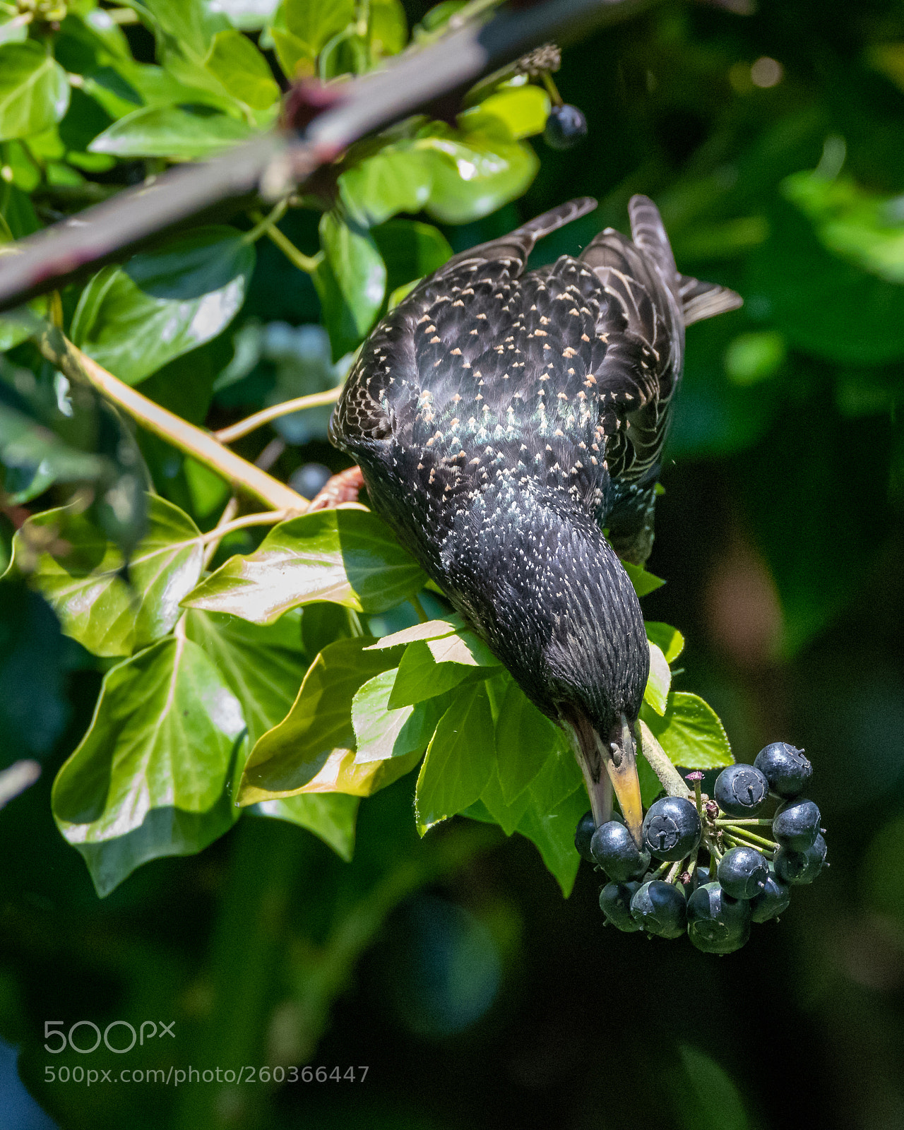 Nikon D500 sample photo. Berry picking photography