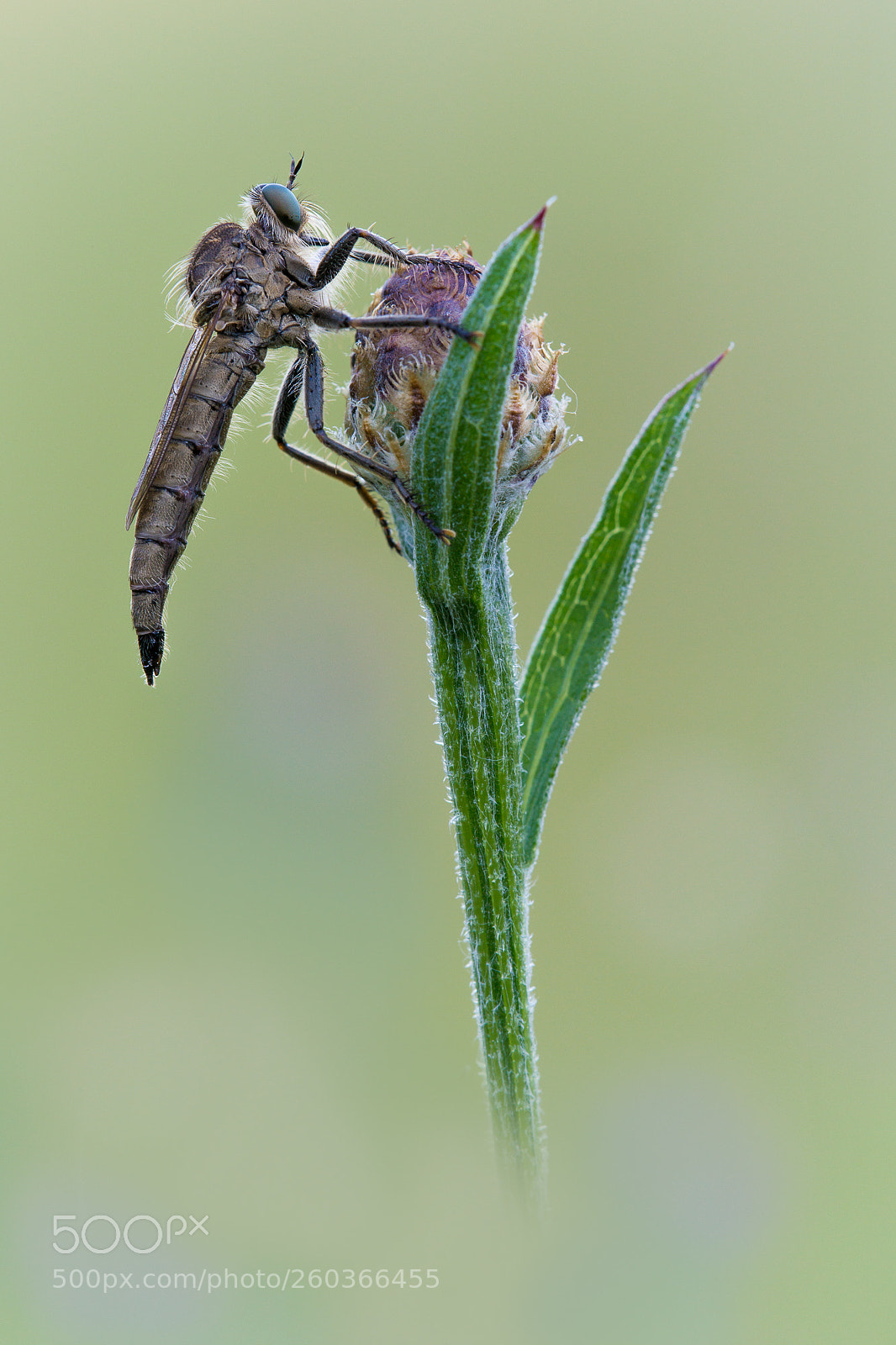 Sony a99 II sample photo. Robber fly photography