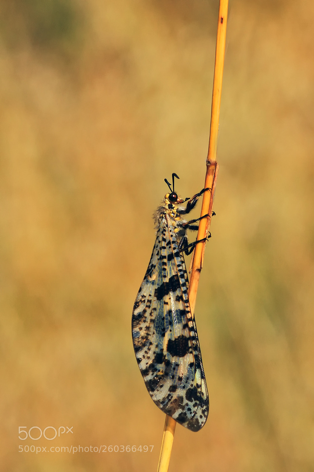 Canon EOS 7D sample photo. Palpares libelluloides photography