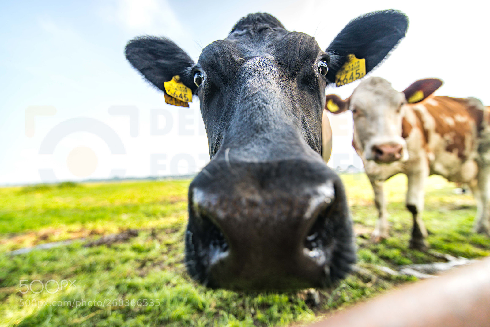 Nikon D850 sample photo. Curious cow photography
