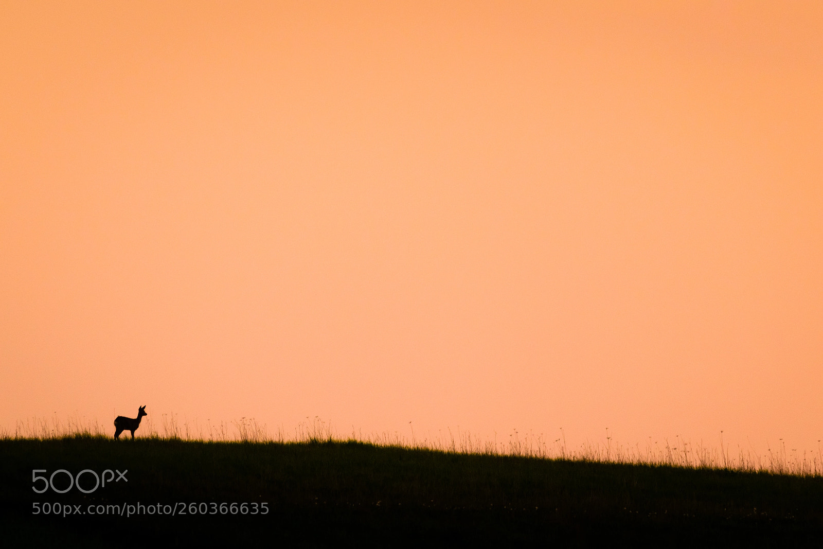 Nikon D5300 sample photo. Sunset gazer photography