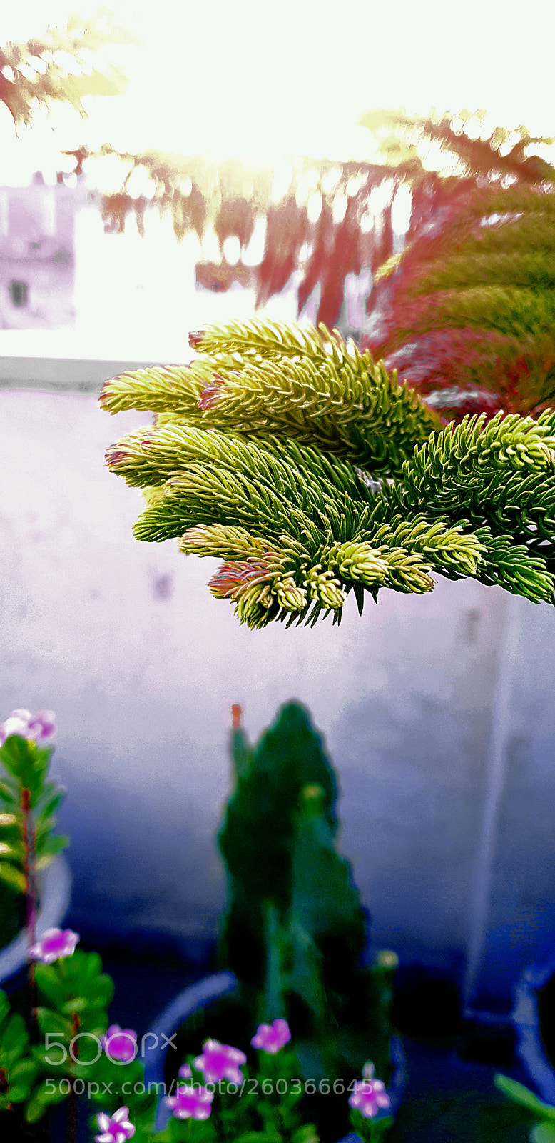 Samsung Galaxy S9+ sample photo. Untitled photography