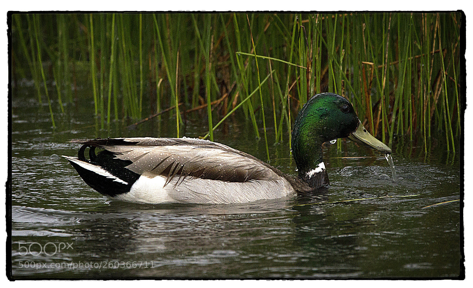 Canon EOS 7D sample photo. Spitting mallard  photography