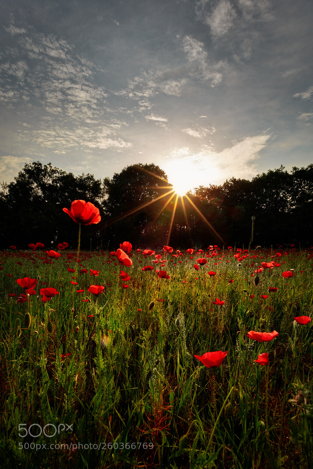 Canon EOS 6D sample photo. In flanders fields photography