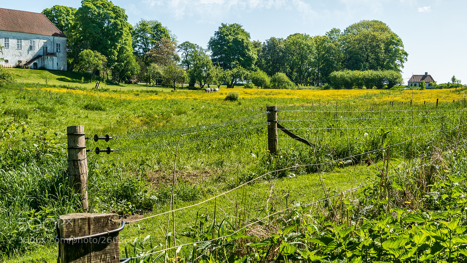 Sony ILCA-77M2 sample photo. Meadow photography