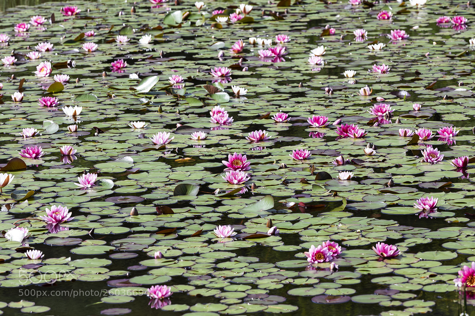 Canon EOS 5D Mark IV sample photo. Water lily photography