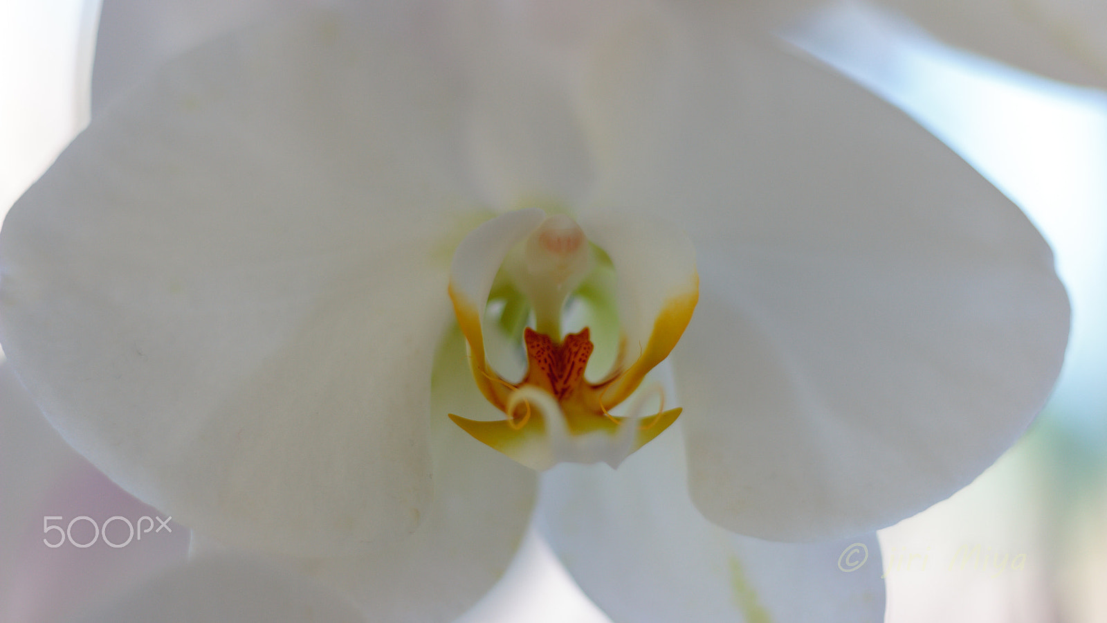 Canon EOS 600D (Rebel EOS T3i / EOS Kiss X5) sample photo. An orchid. photography