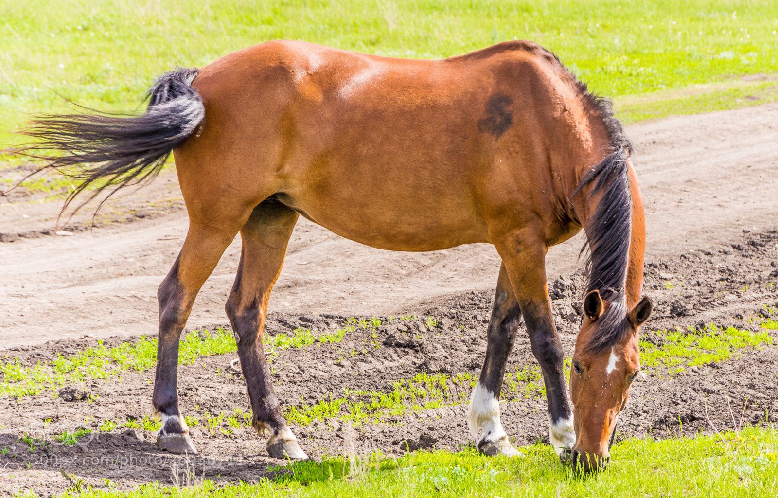Nikon D3200 sample photo. Horse photography