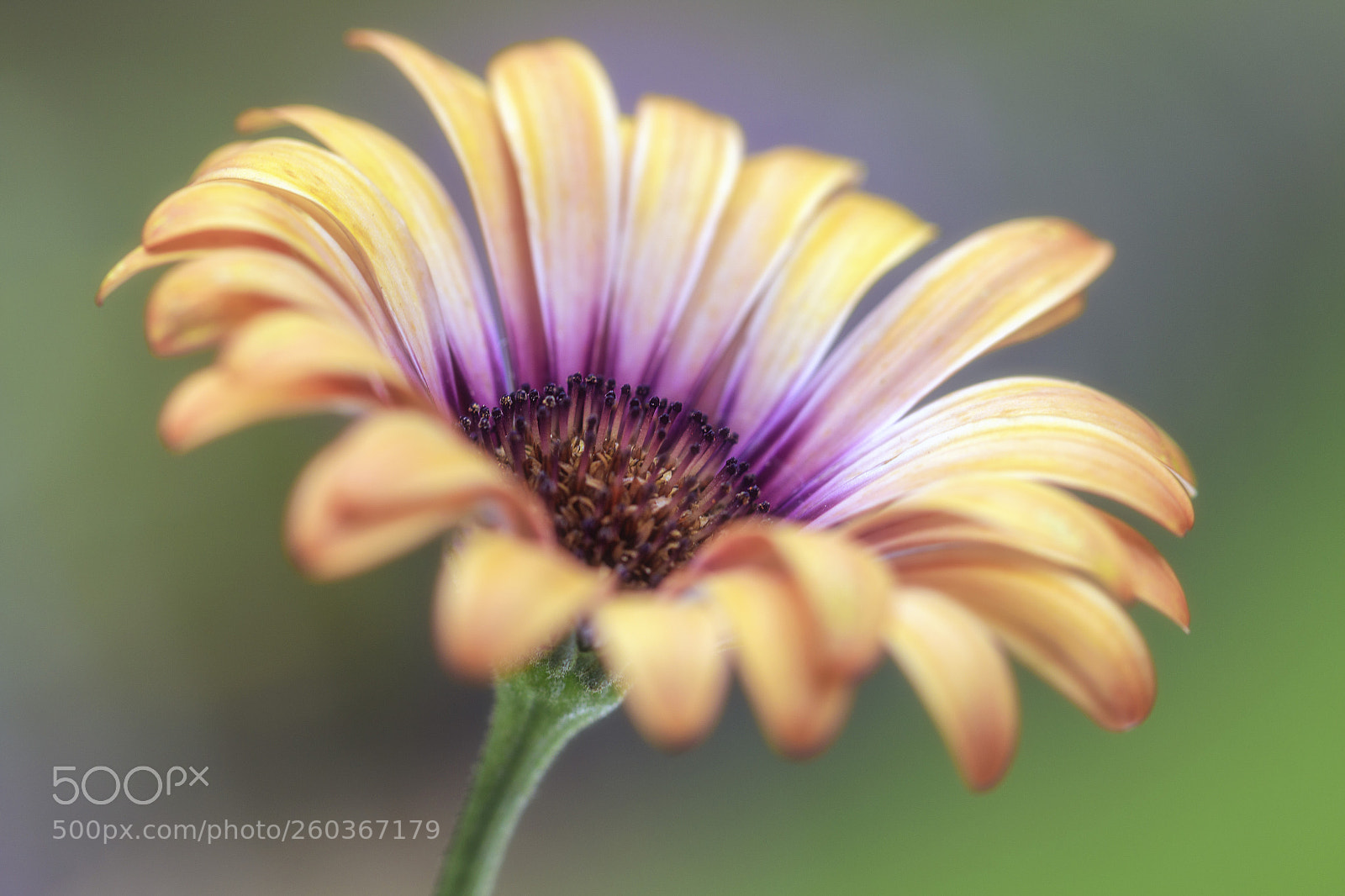 Canon EOS 7D Mark II sample photo. African daisy photography