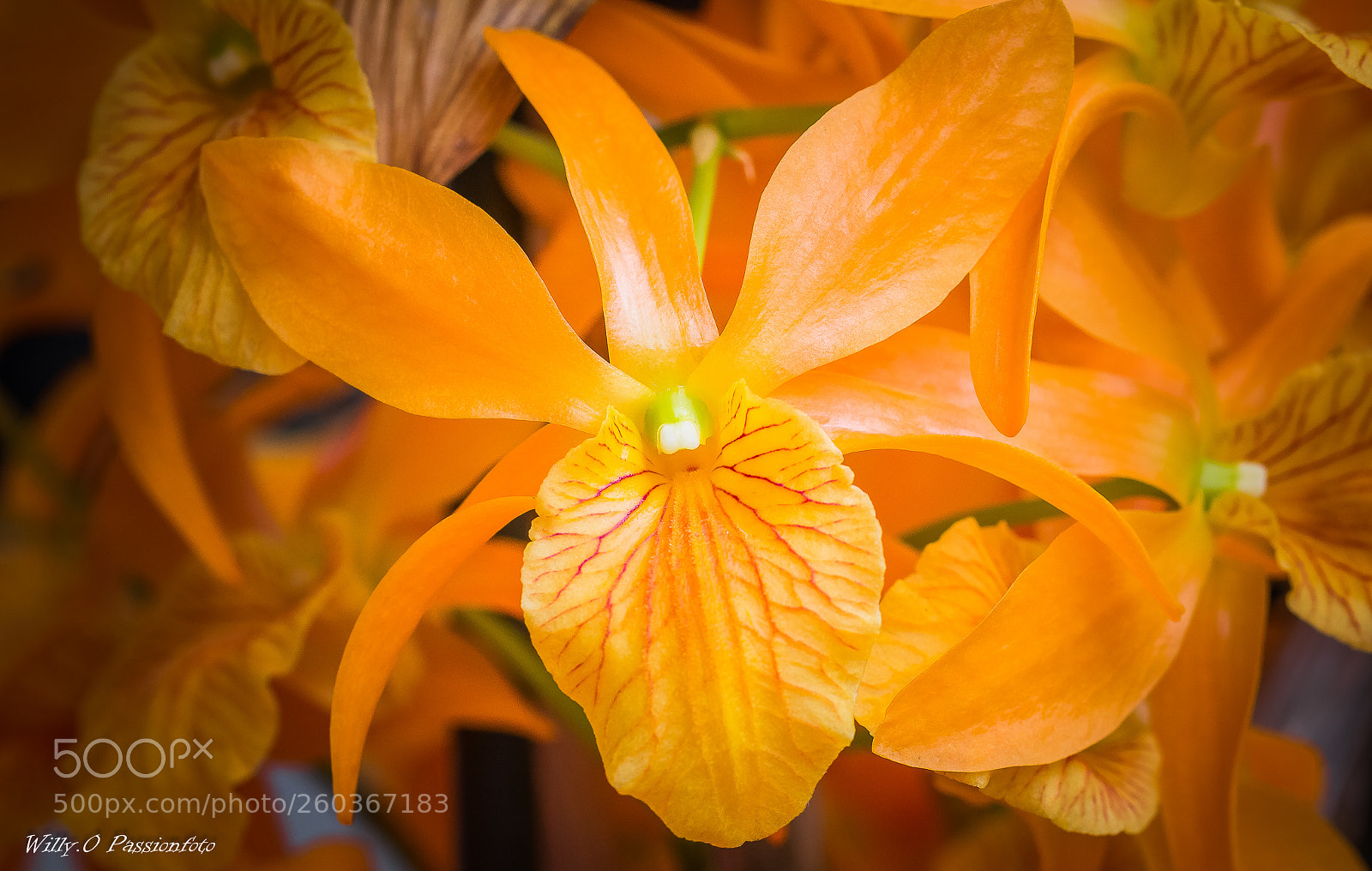 Canon EOS 70D sample photo. Orchidée photography