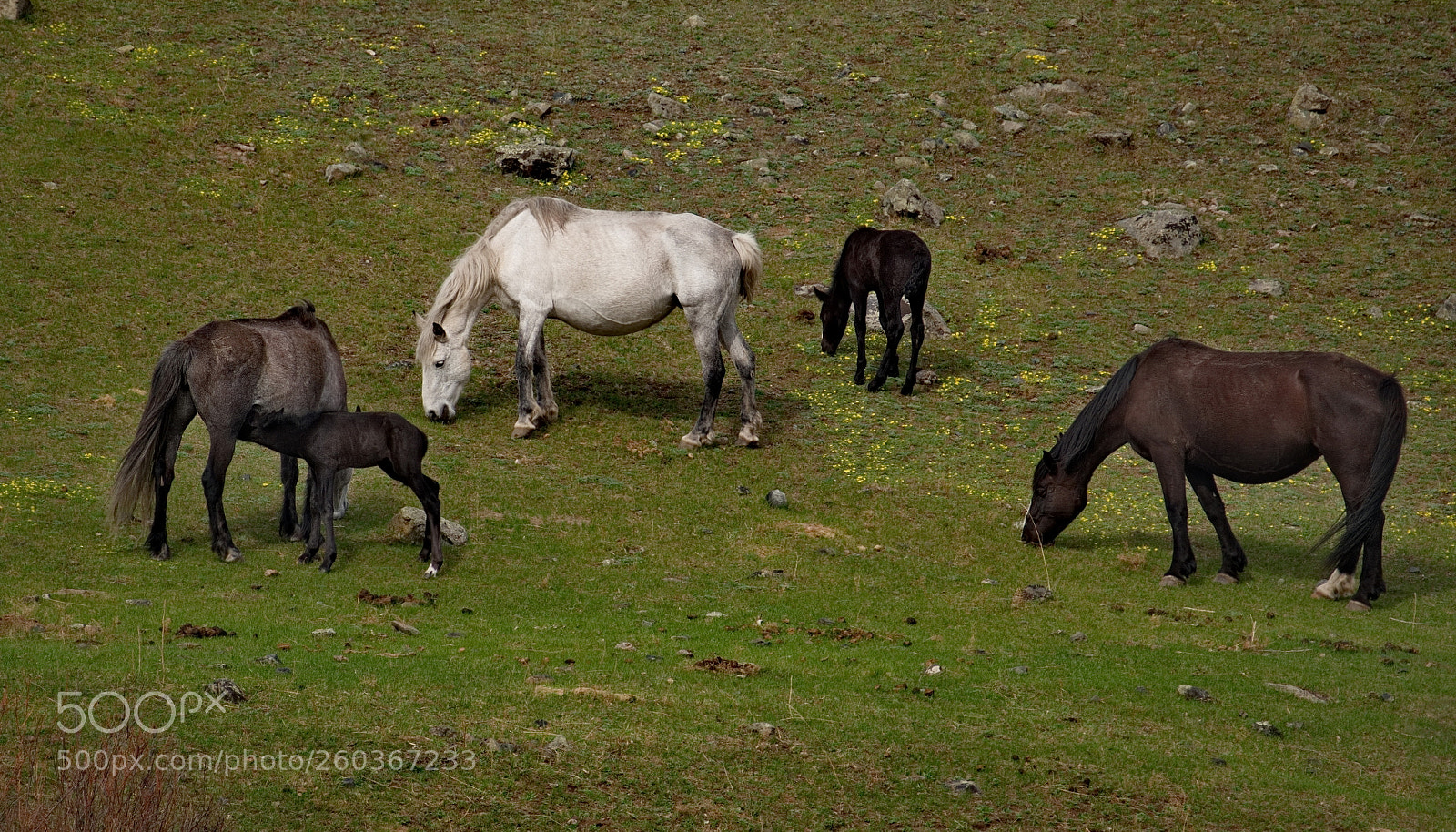 Fujifilm X-T1 sample photo. Russia. horses on the photography