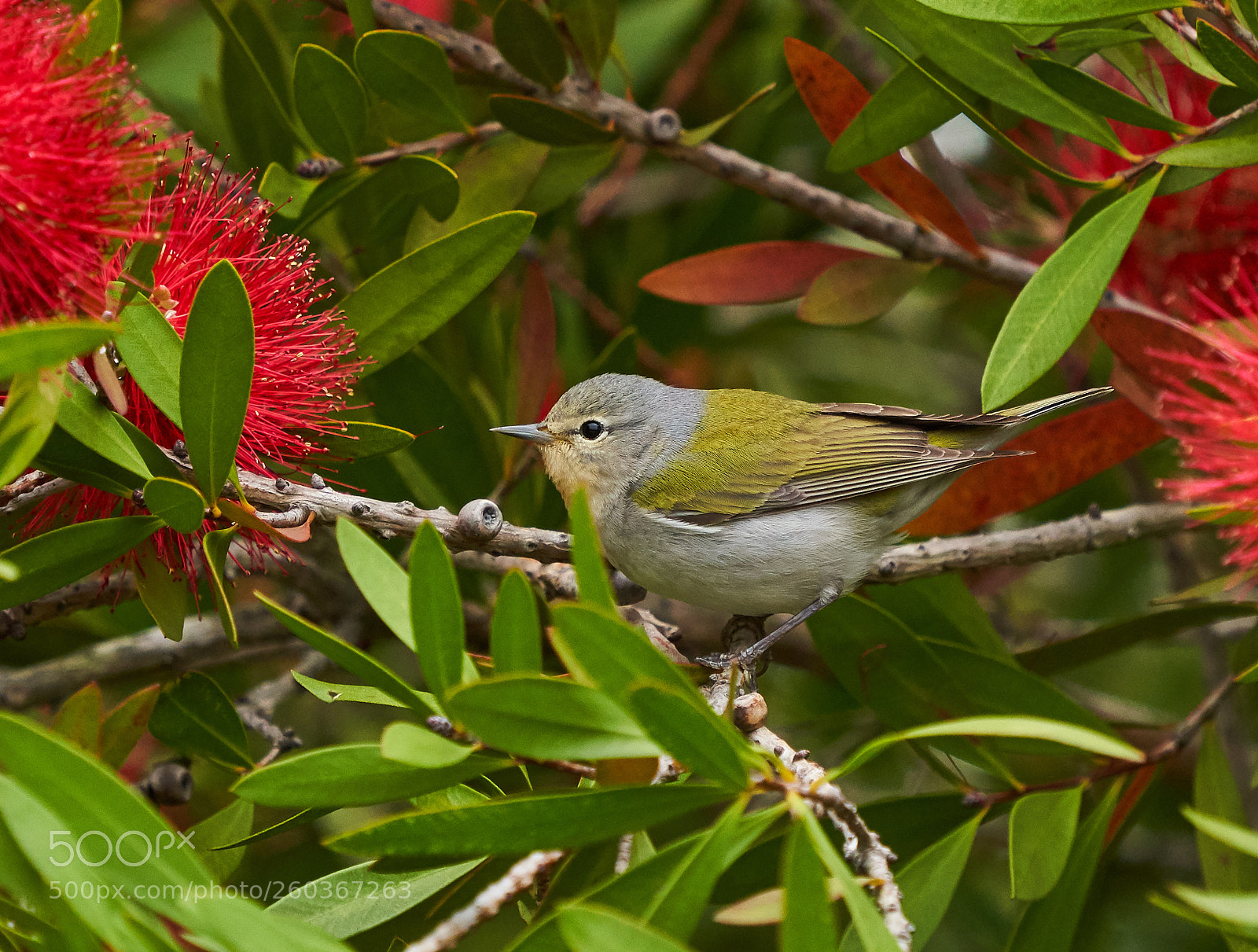 Sony a7R III sample photo. Juvenile orange-crowned warbler photography
