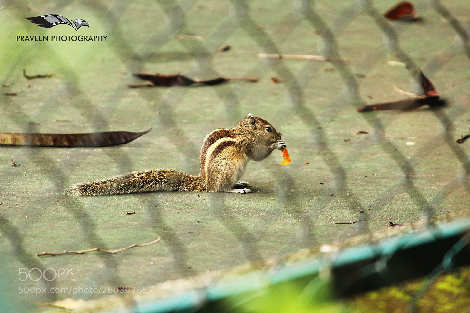 Canon EOS 1200D (EOS Rebel T5 / EOS Kiss X70 / EOS Hi) sample photo. Squirrel photography