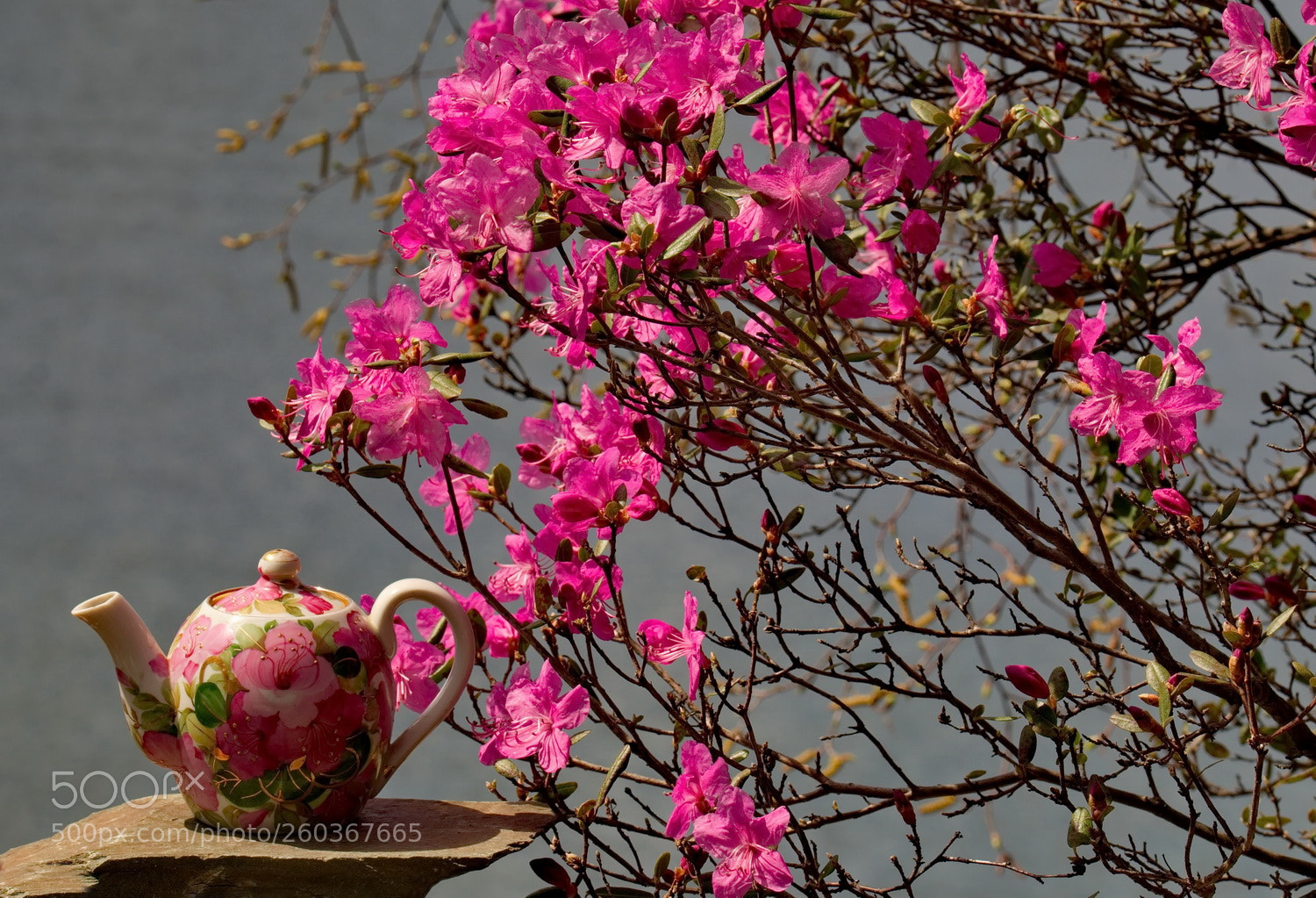 Fujifilm X-T1 sample photo. Russia. the south of photography
