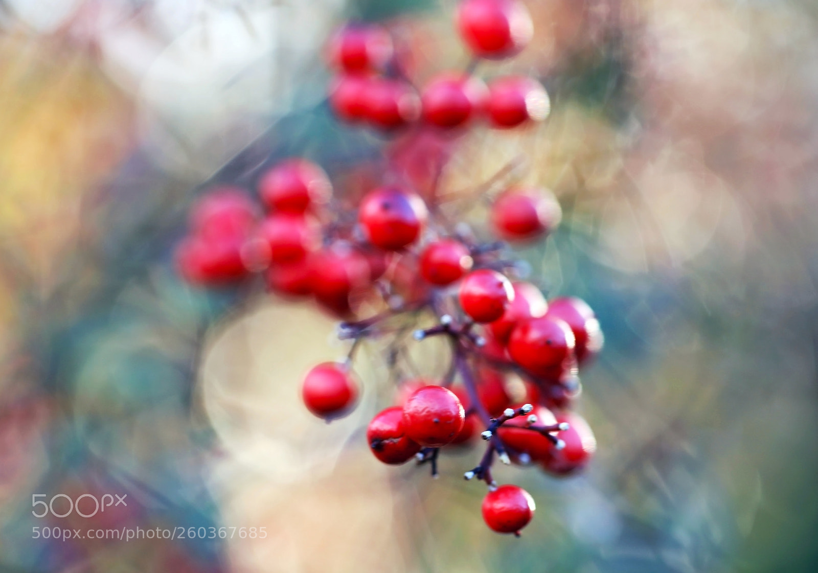 Canon EOS 5DS sample photo. Pluck me.. photography