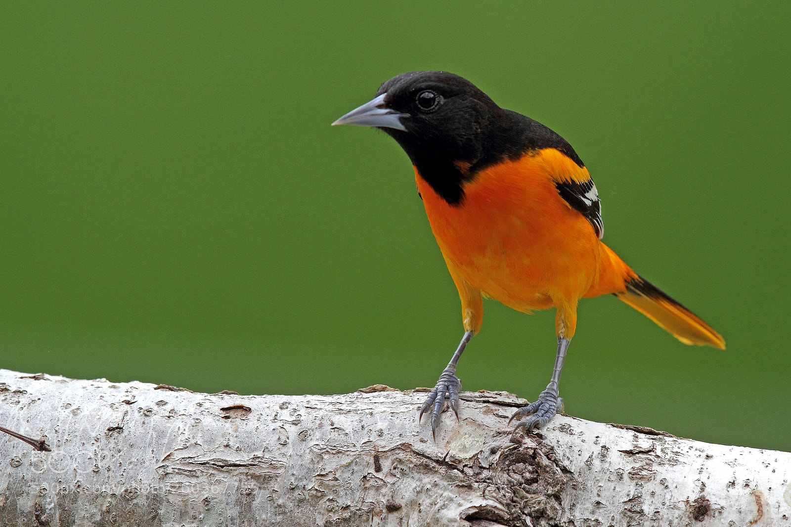 Canon EOS 7D sample photo. Baltimore oriole photography