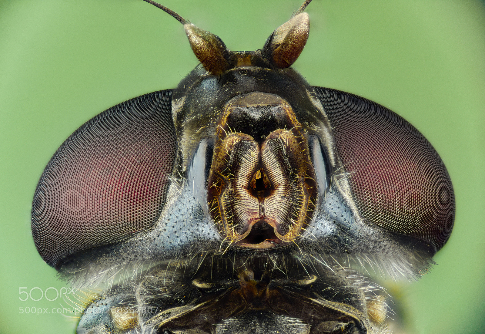 Nikon D810 sample photo. A fly's mouth photography