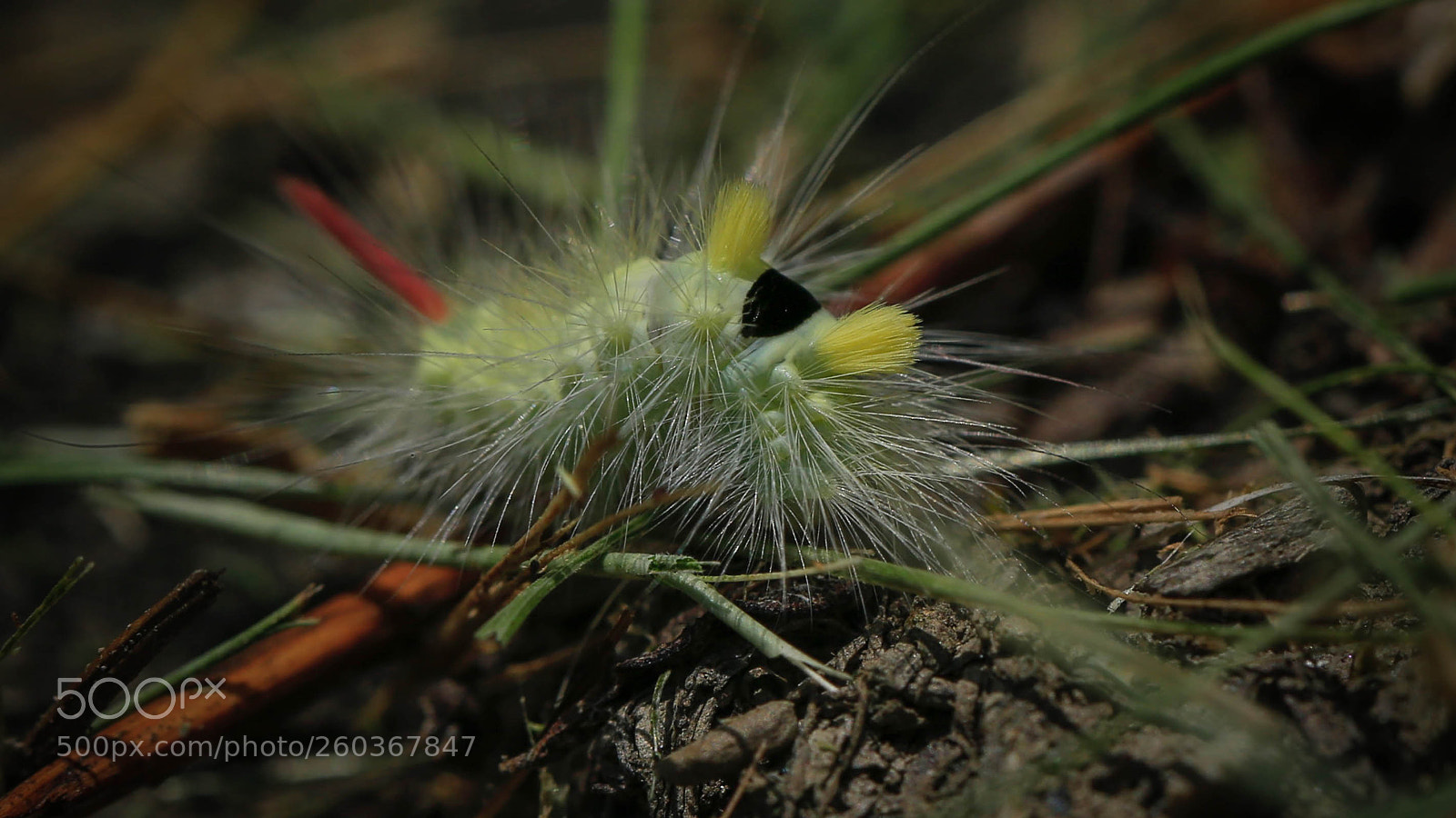 Canon EOS 6D sample photo. Psysect photography