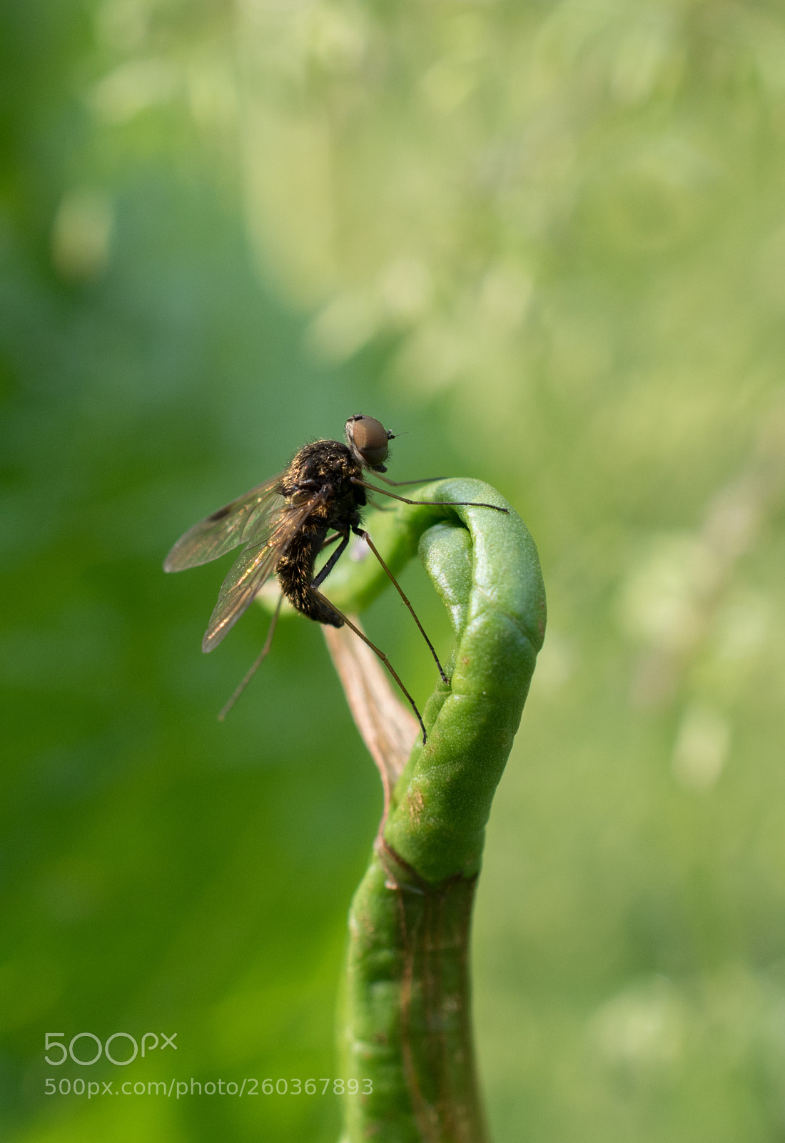 Nikon D5500 sample photo. Lazy fly photography