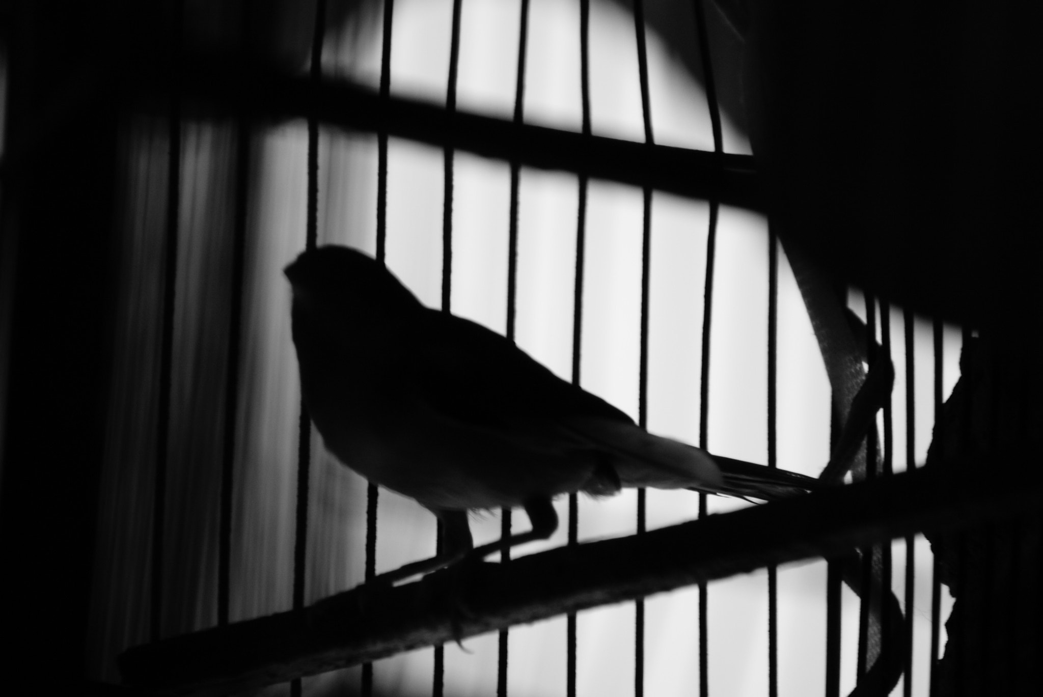 Sony 75-300mm F4.5-5.6 sample photo. Pajarito photography