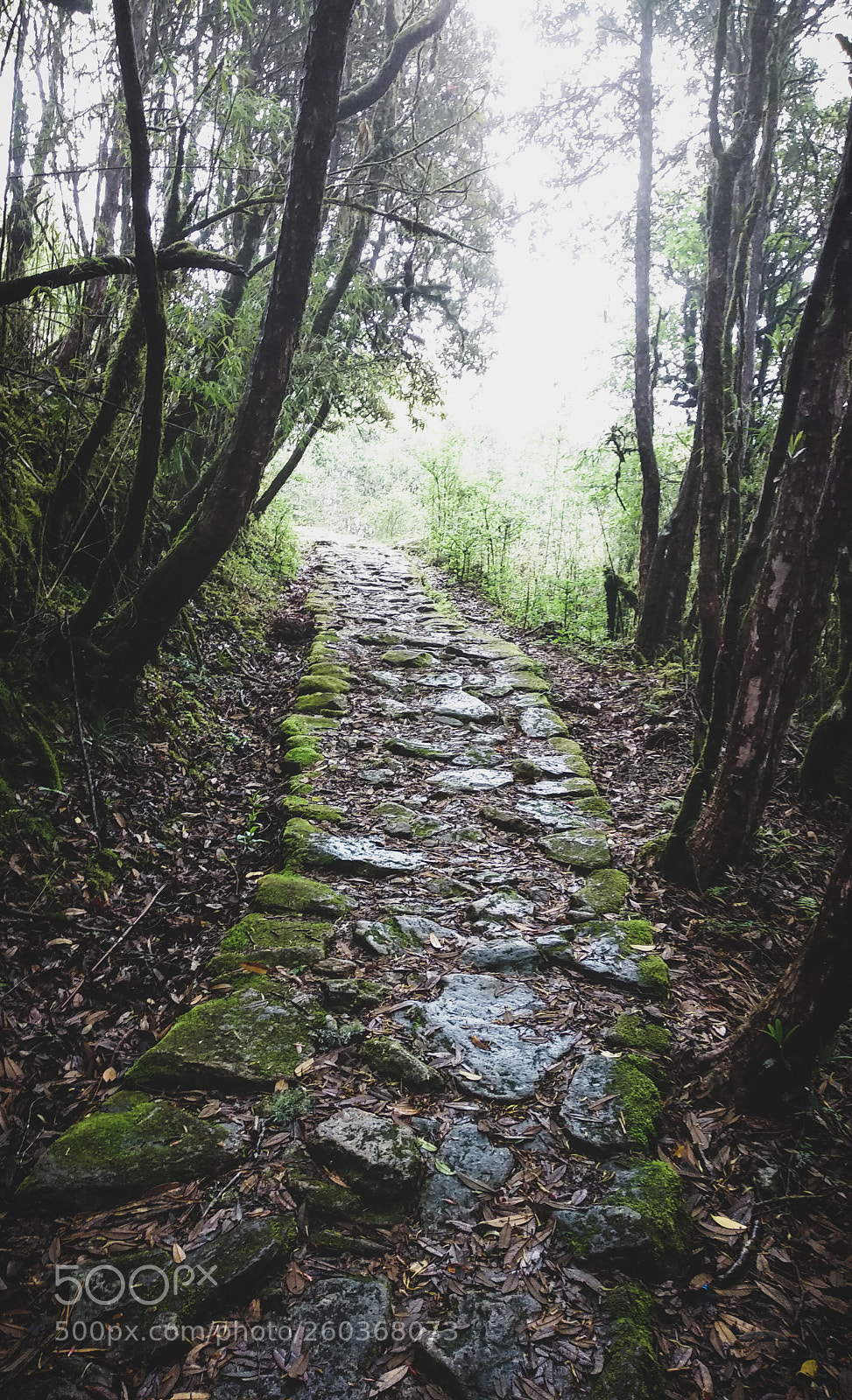 Xiaomi Mi A1 sample photo. Into the unknown photography