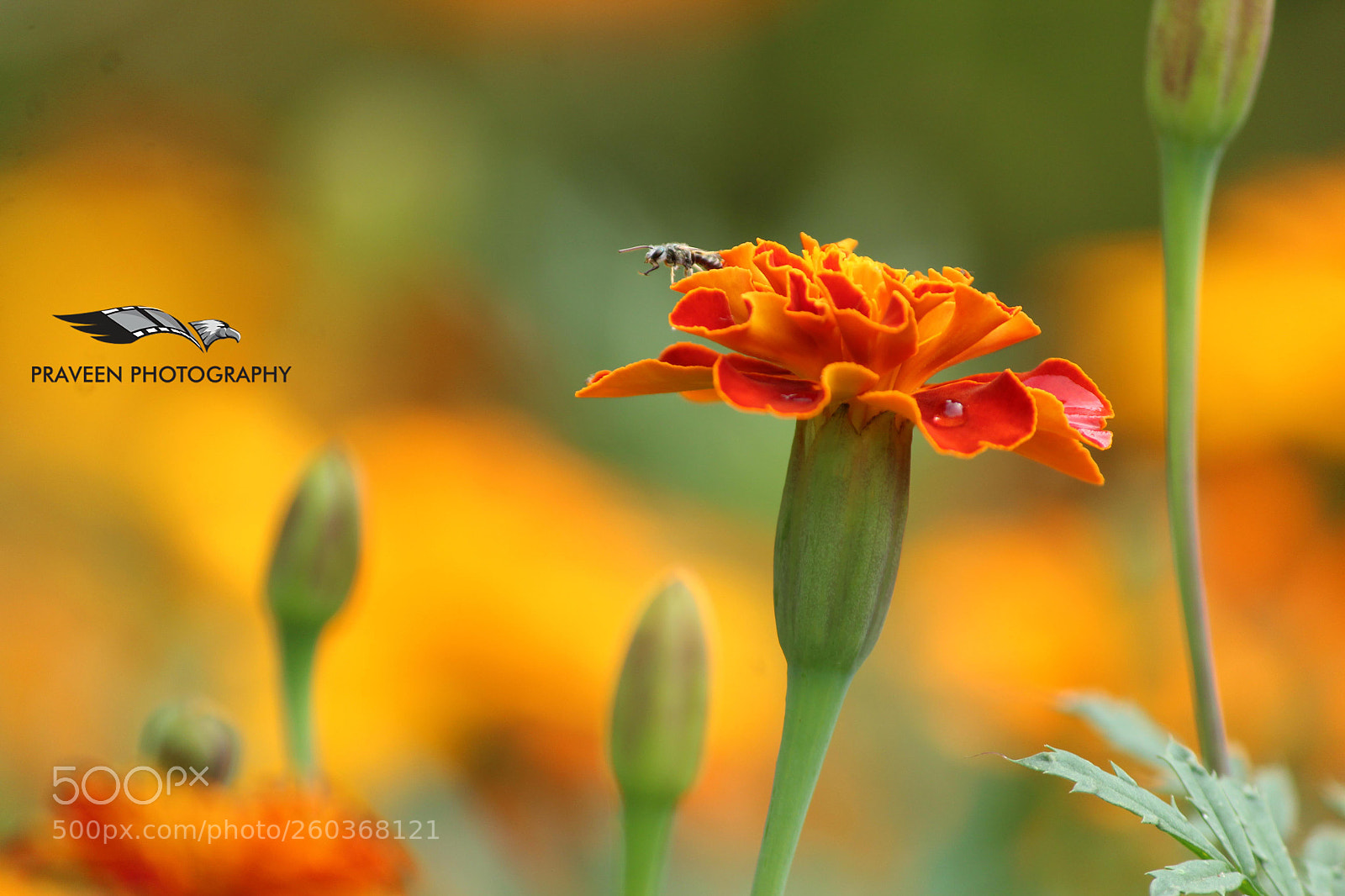 Canon EOS 1200D (EOS Rebel T5 / EOS Kiss X70 / EOS Hi) sample photo. Orange flower photography