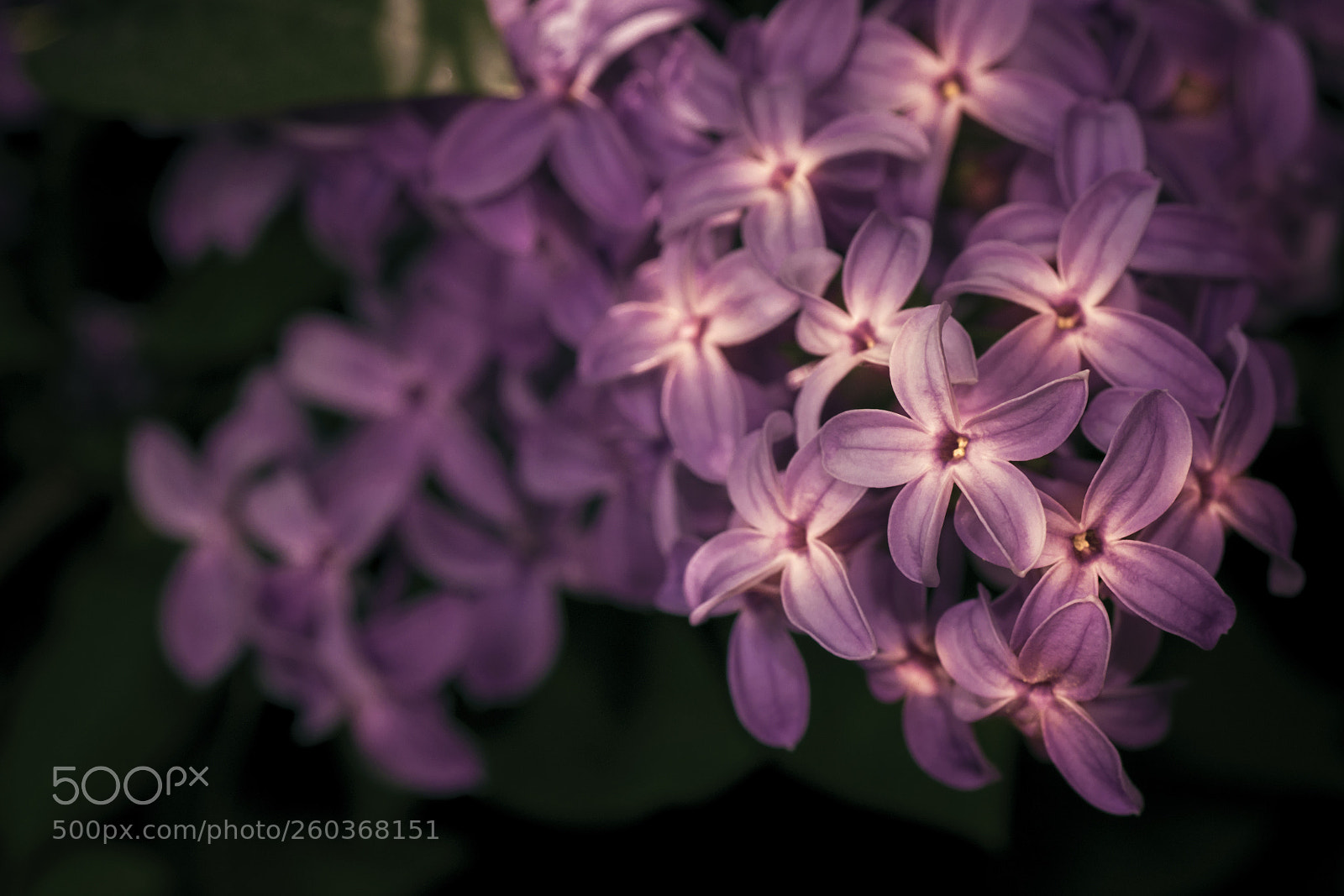 Panasonic Lumix DMC-GX7 sample photo. Lilac burst photography