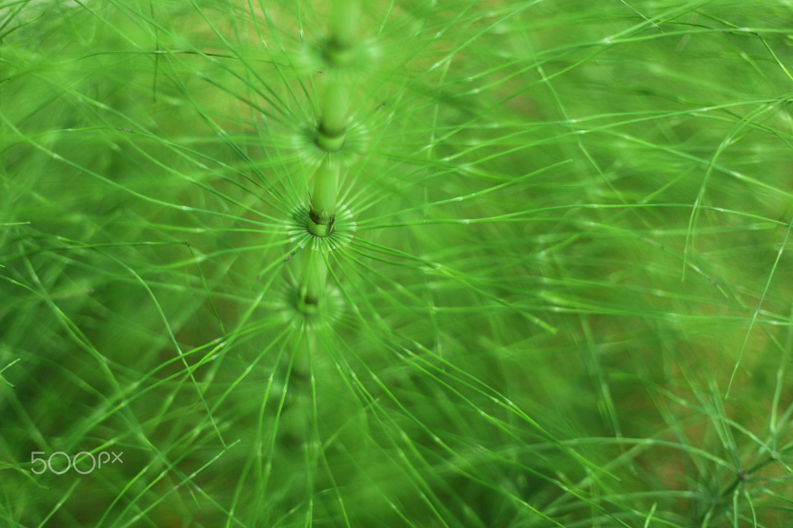 Canon EF 50mm F1.8 II sample photo. Horsetails photography