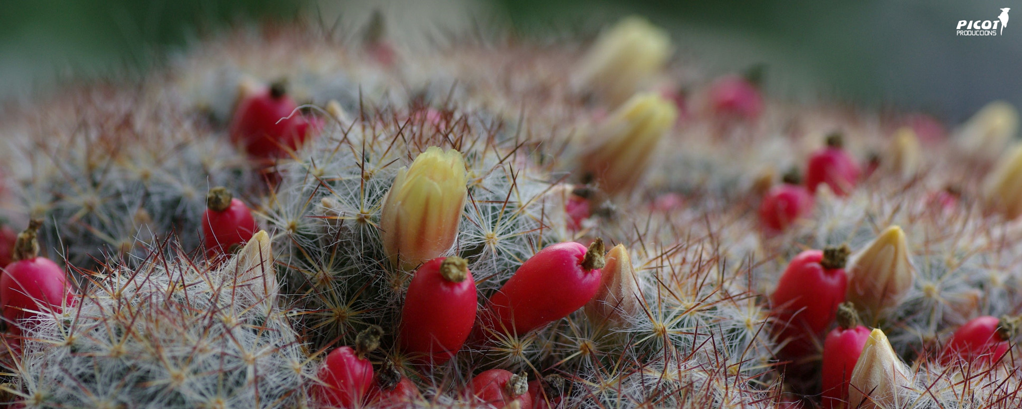Pentax K10D sample photo. Cactus photography