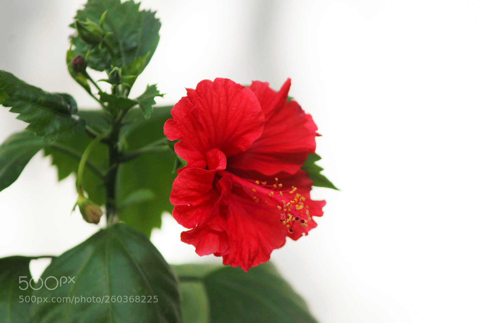 Canon EOS 1200D (EOS Rebel T5 / EOS Kiss X70 / EOS Hi) sample photo. Red flower photography