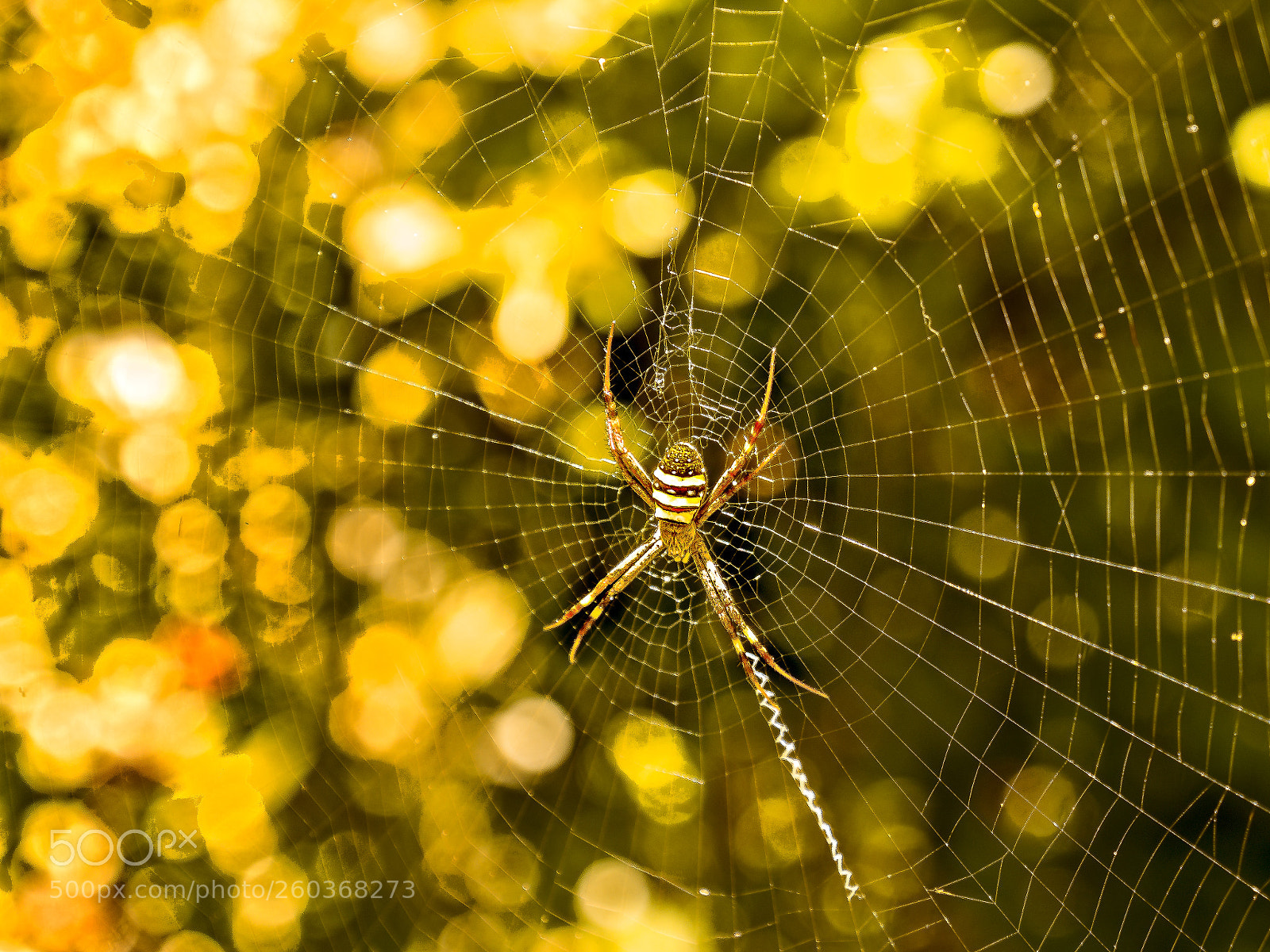 Olympus OM-D E-M10 sample photo. St andrew's spider photography