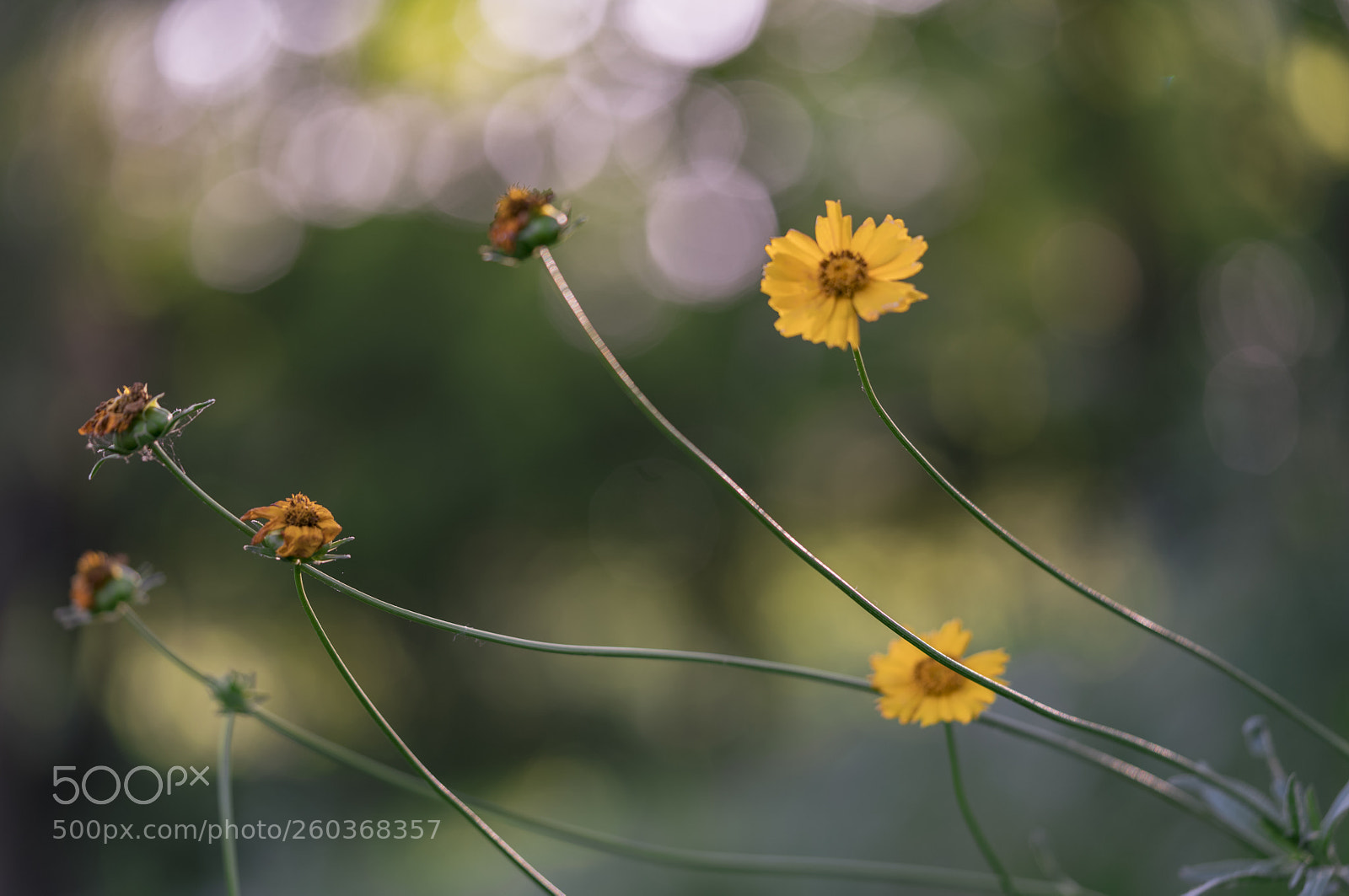 Sony a7R II sample photo. Yellow flowers photography
