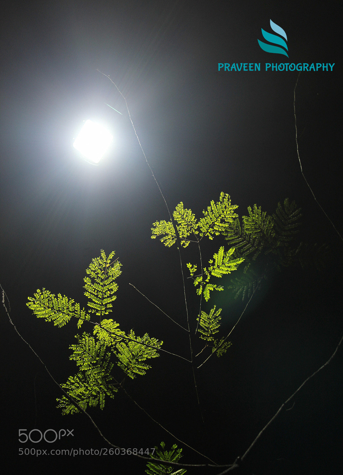 Canon EOS 1200D (EOS Rebel T5 / EOS Kiss X70 / EOS Hi) sample photo. Night time tree photography