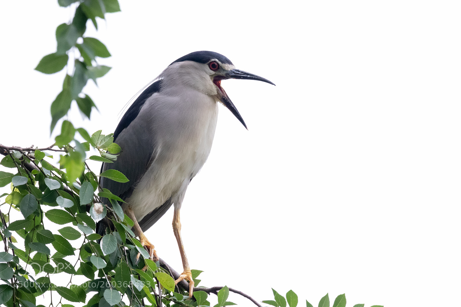 Canon EOS 80D sample photo. Night heron photography