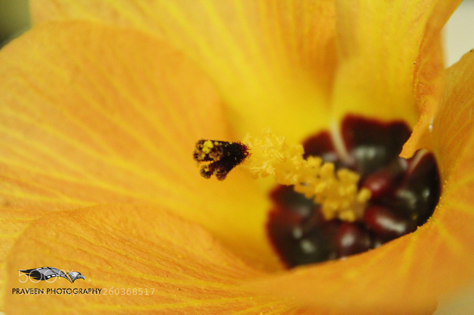 Canon EOS 1200D (EOS Rebel T5 / EOS Kiss X70 / EOS Hi) sample photo. Yellow flower photography