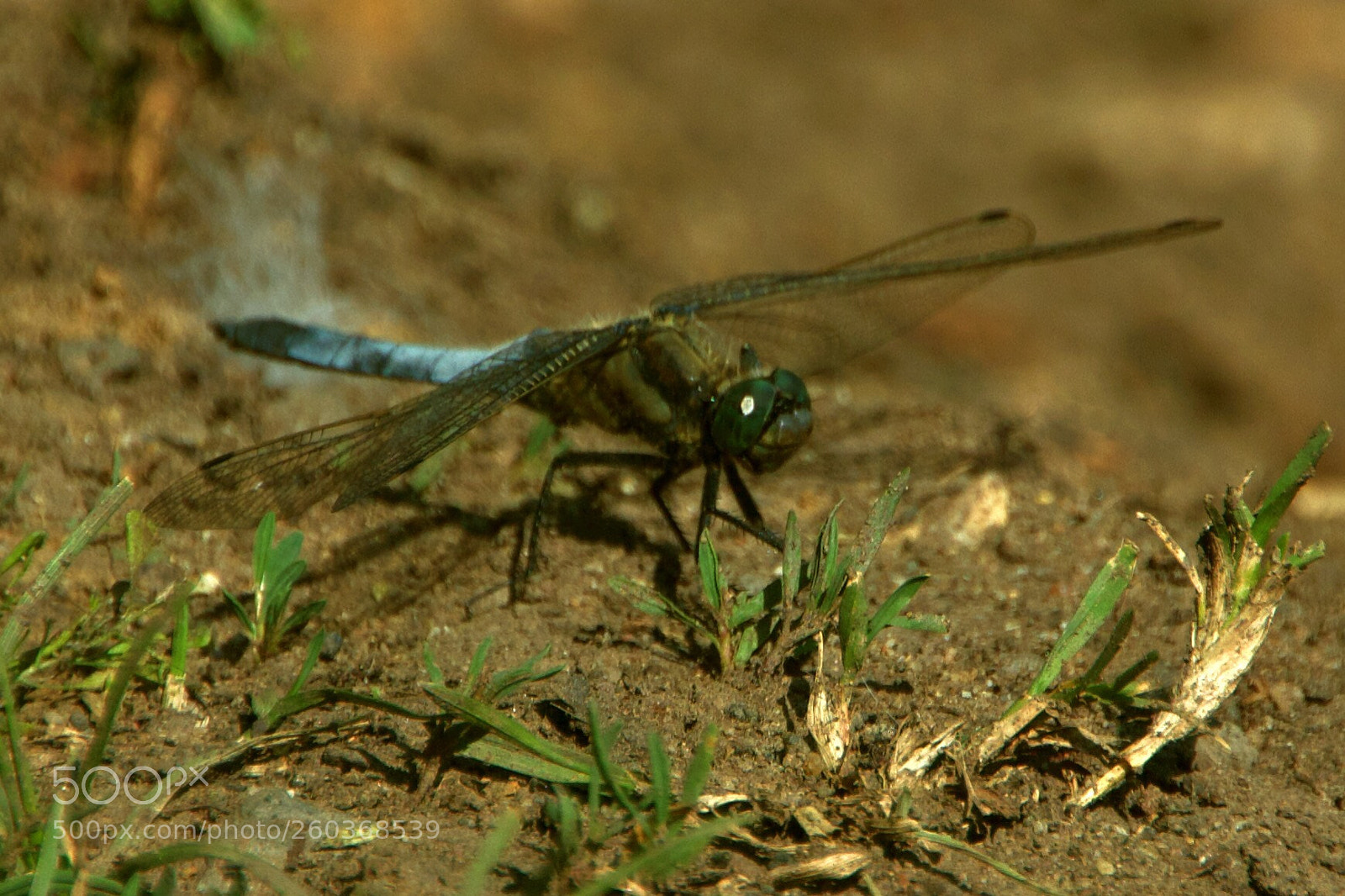 Canon EOS 550D (EOS Rebel T2i / EOS Kiss X4) sample photo. Dragon-fly photography