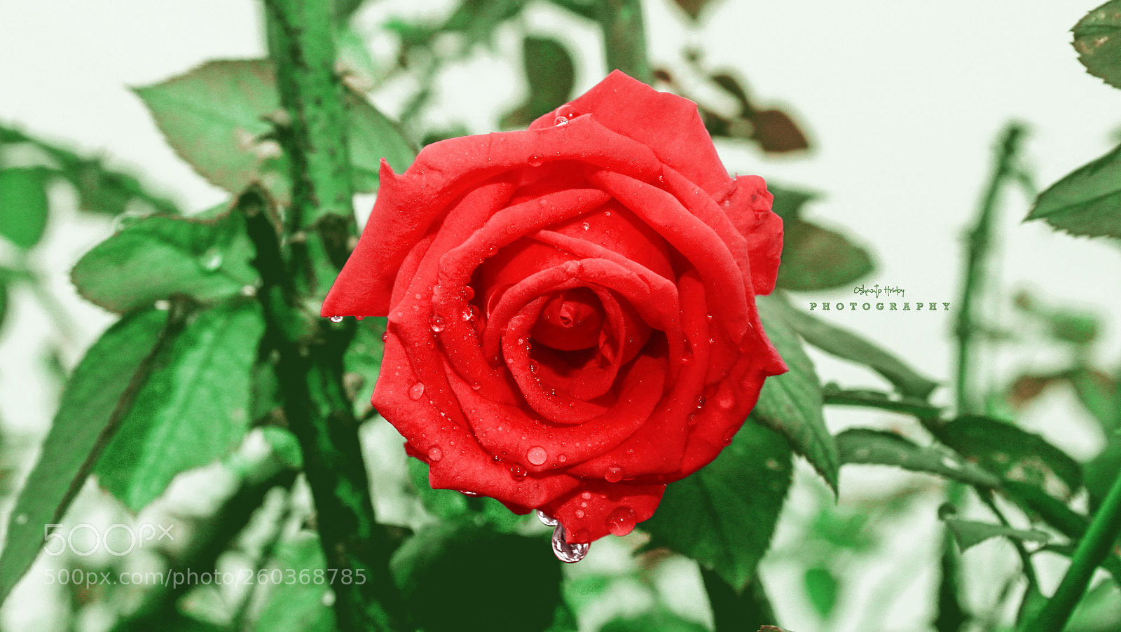 Canon EOS 1200D (EOS Rebel T5 / EOS Kiss X70 / EOS Hi) sample photo. বৃষ্টি সিক্ত গোলাপ i photography