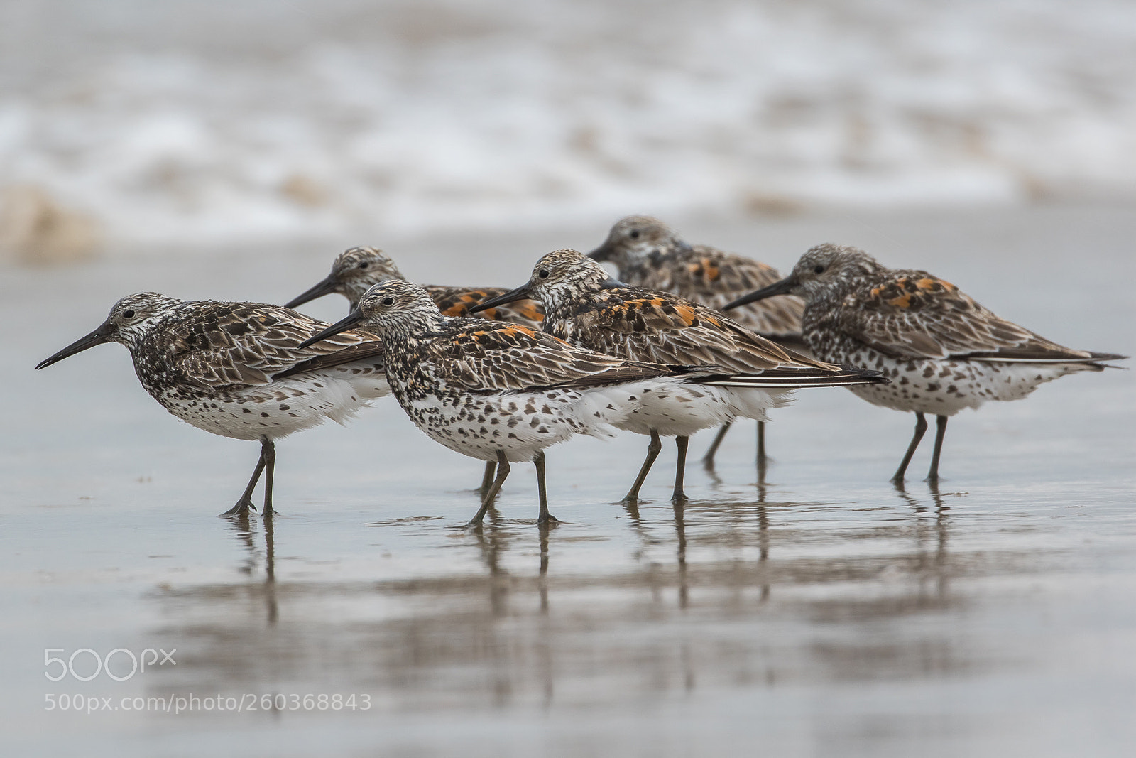 Canon EOS 7D Mark II sample photo. Group (great knot) photography